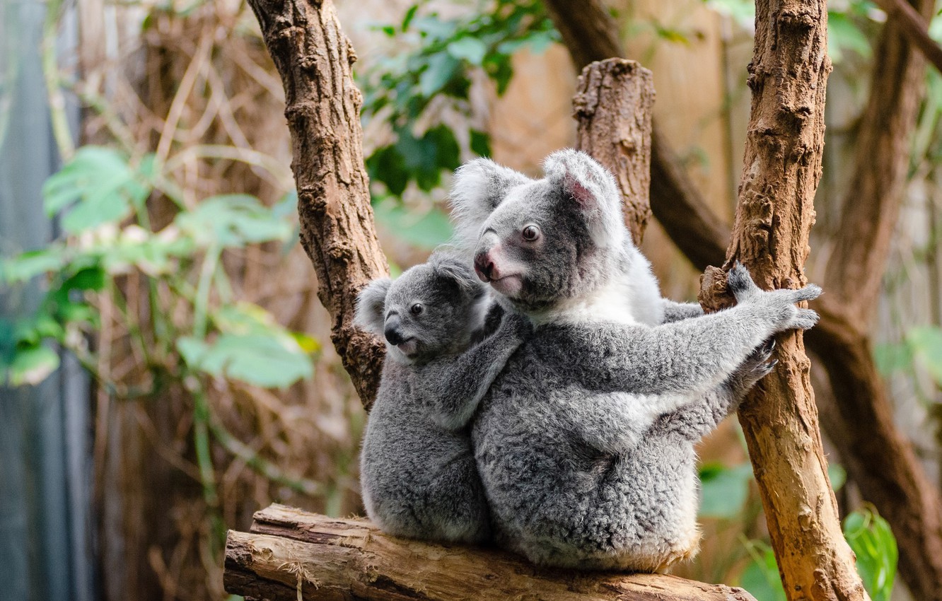 Photo Wallpaper Look, Leaves, Branches, Nature, Background, - Examples Of Arboreal Animals - 1332x850 Wallpaper Photo Wallpaper Look, Leaves, Branches, Nature, Background, - Examples Of Arboreal Animals - 1332x850 Wallpaper