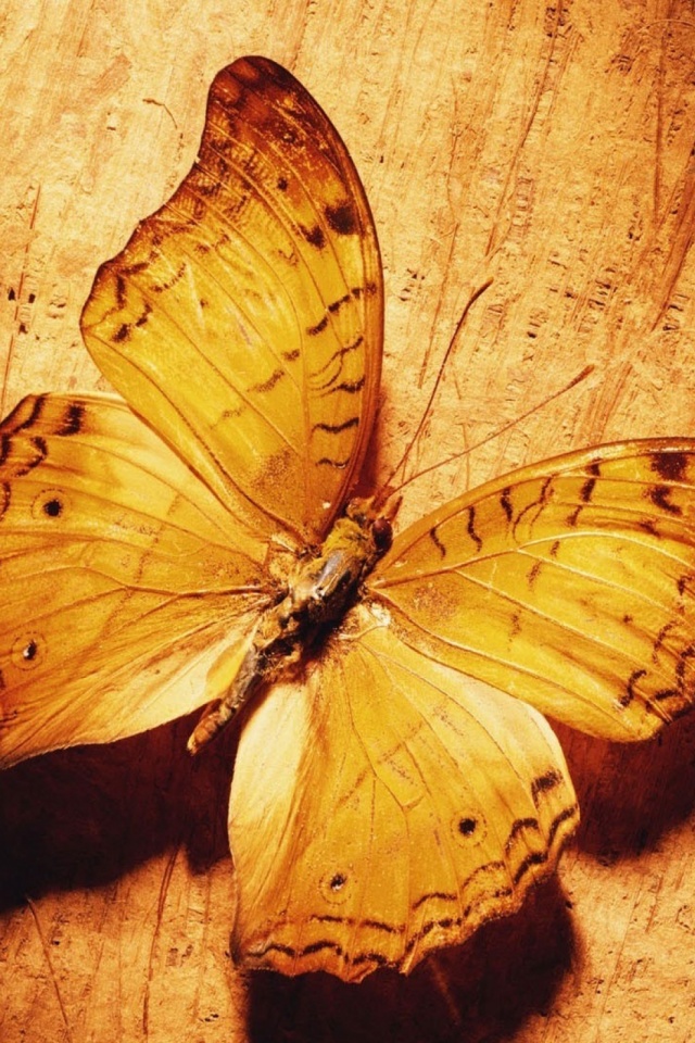 Beautiful Butterfly - HD Wallpaper 