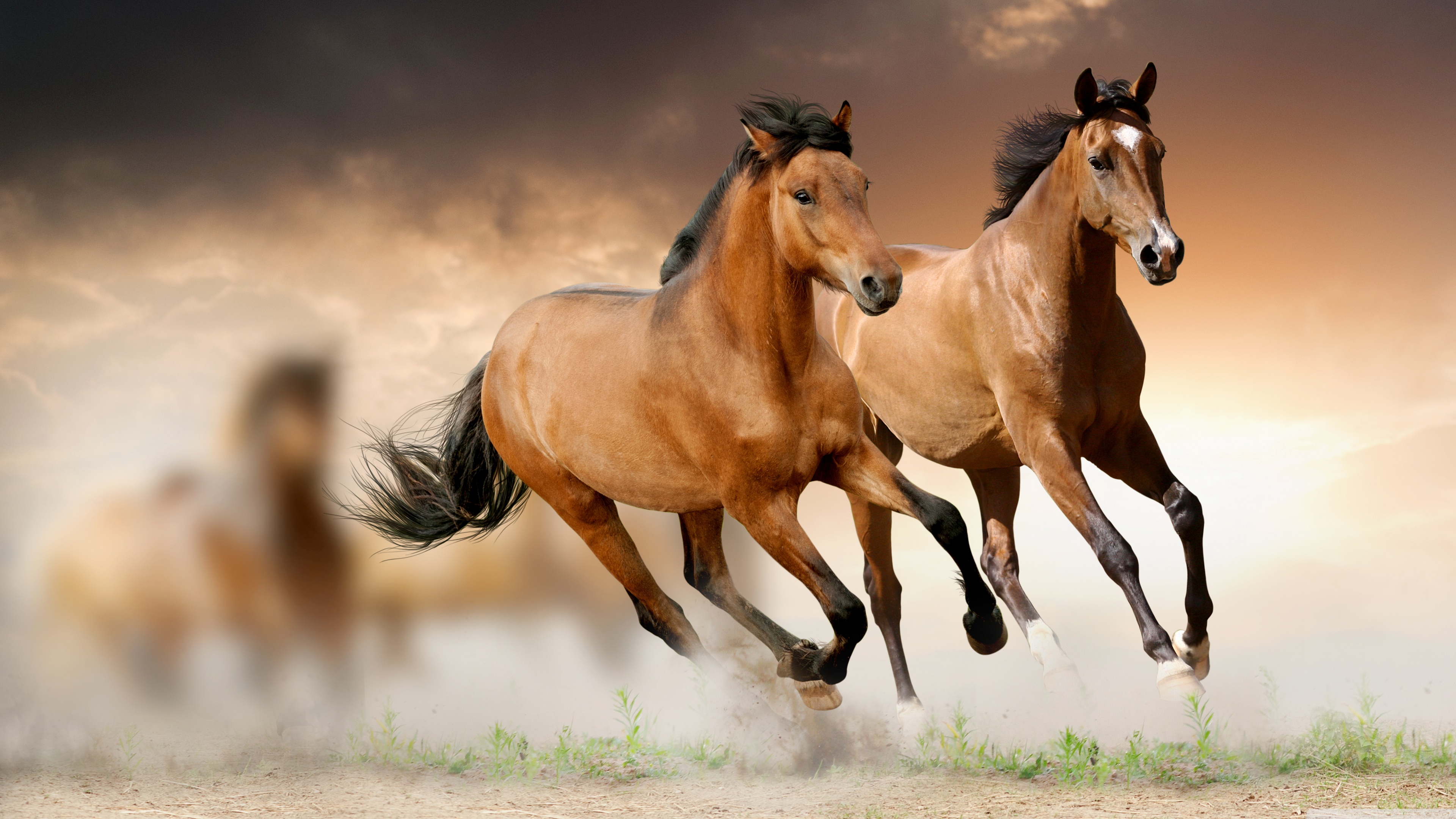 Horses Hd - HD Wallpaper 
