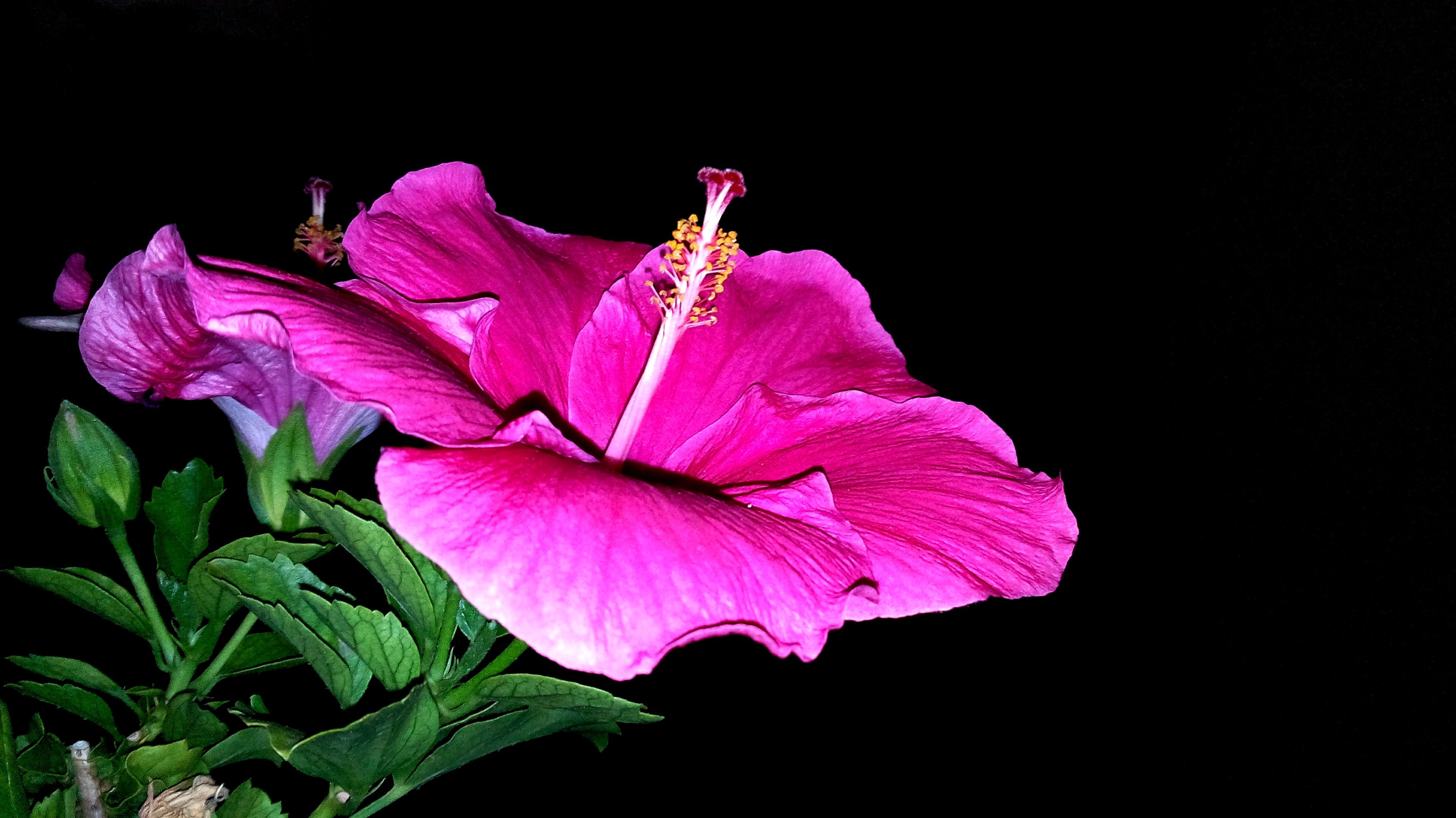 Chinese Hibiscus - HD Wallpaper 