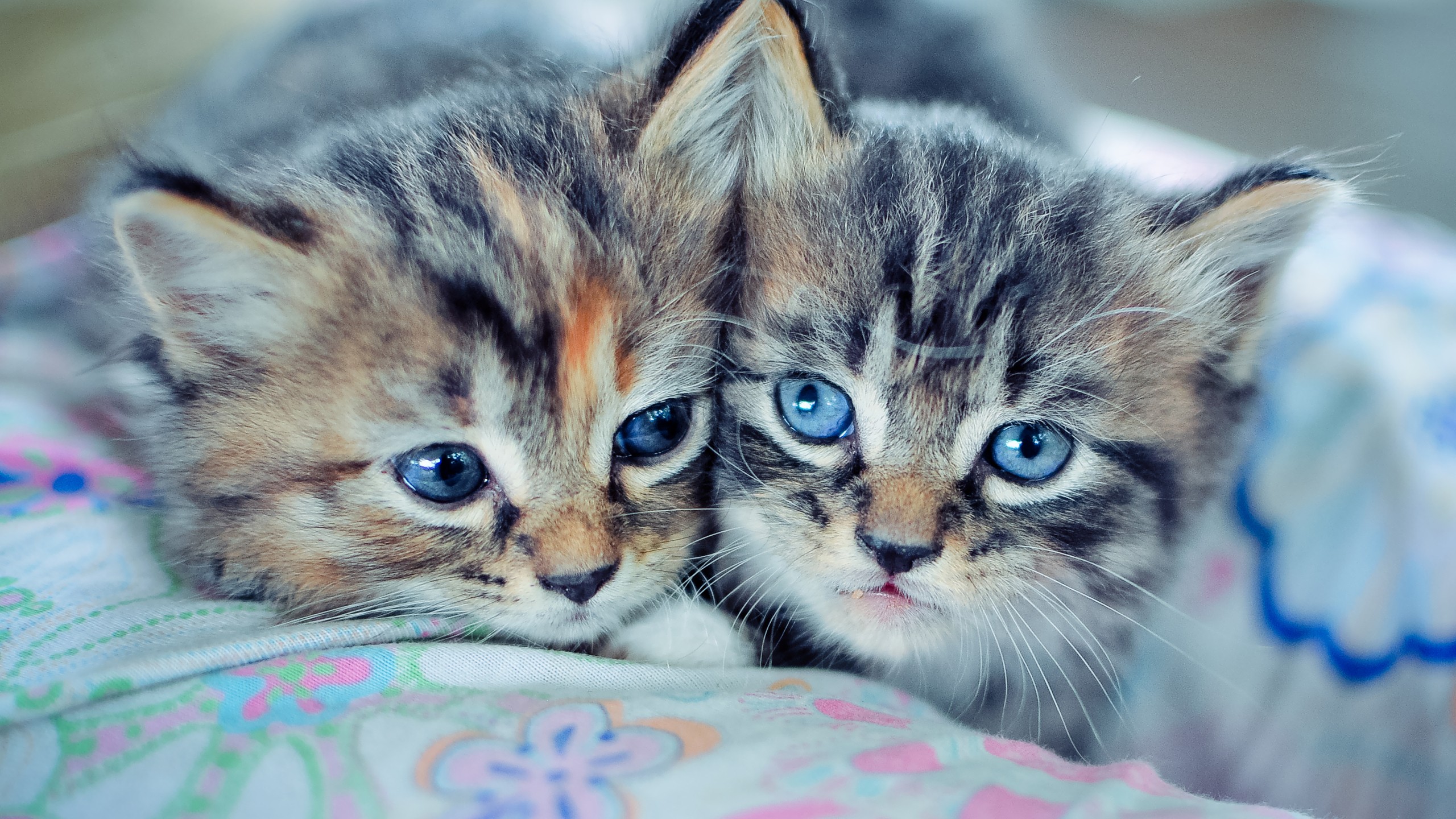 Cute Kitten Wallpaper - 2560x1440 Wallpaper Cute Kitten Wallpaper - 2560x1440 Wallpaper
