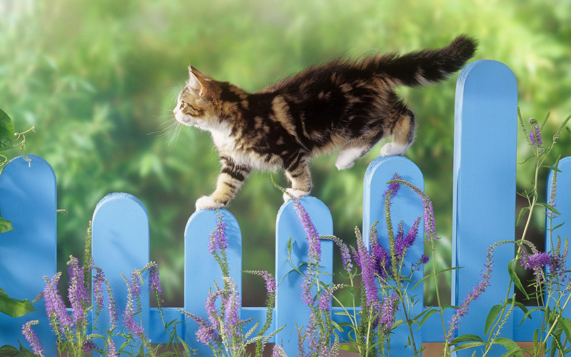 Hd Cat Wallpapers Smart Phone,hd Wallpaper, Balance, - Cat Walking On A Fence - HD Wallpaper 