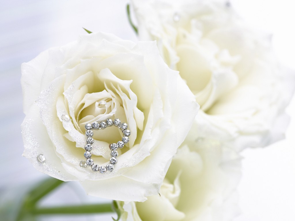 Pure White Rose Wallpaper - White Rose Love Hd - HD Wallpaper 