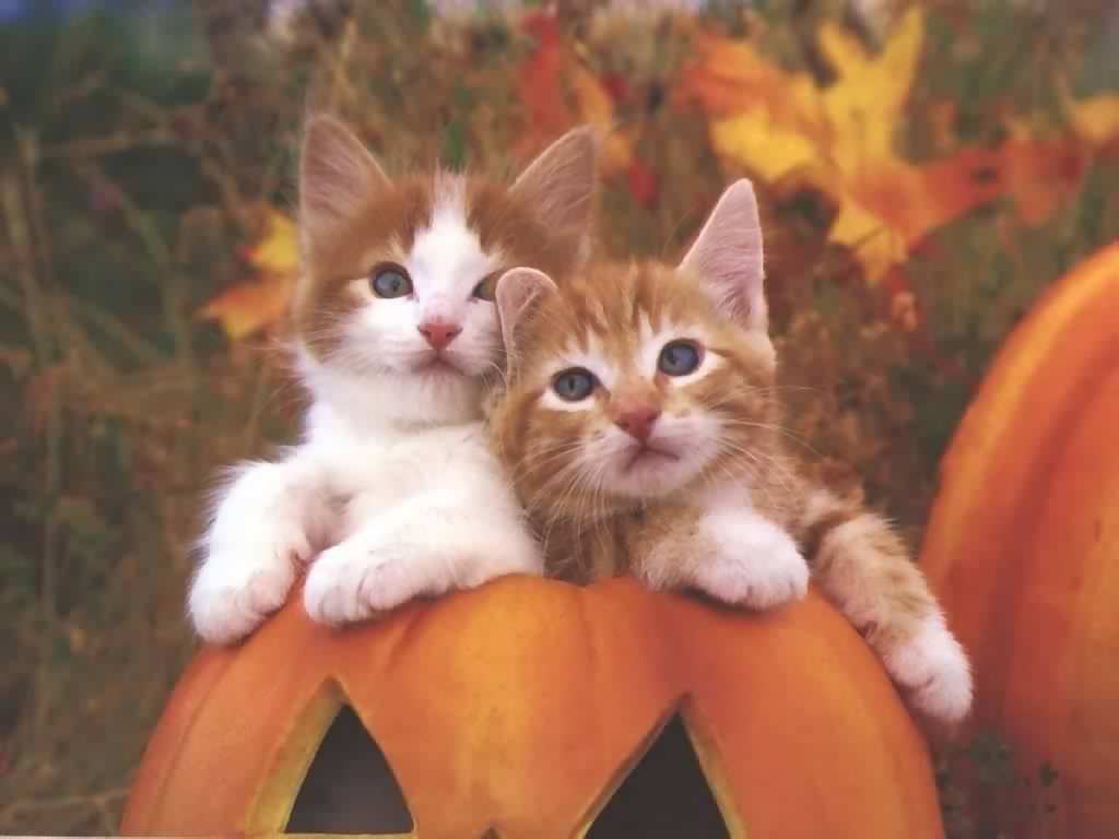 Cute Kitty Wallpaper - Halloween Kitten - HD Wallpaper 