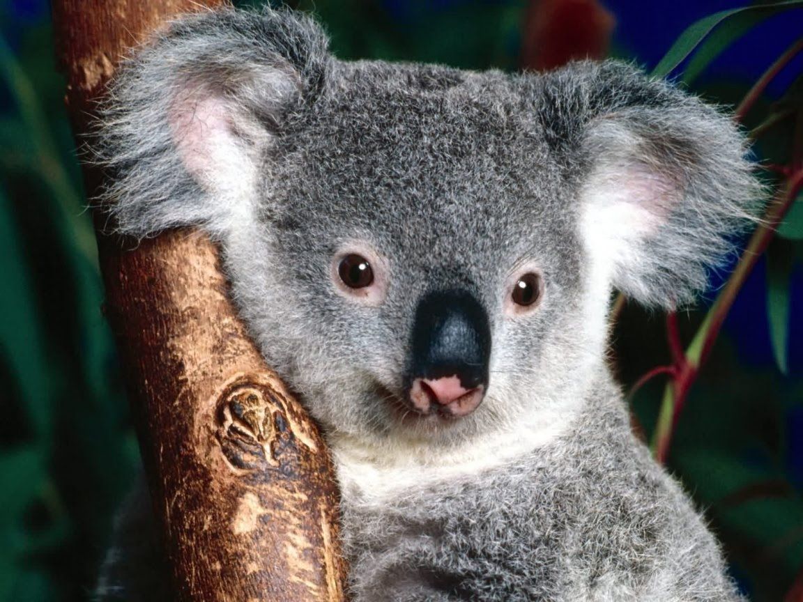 Koala Wallpapers - HD Wallpaper 