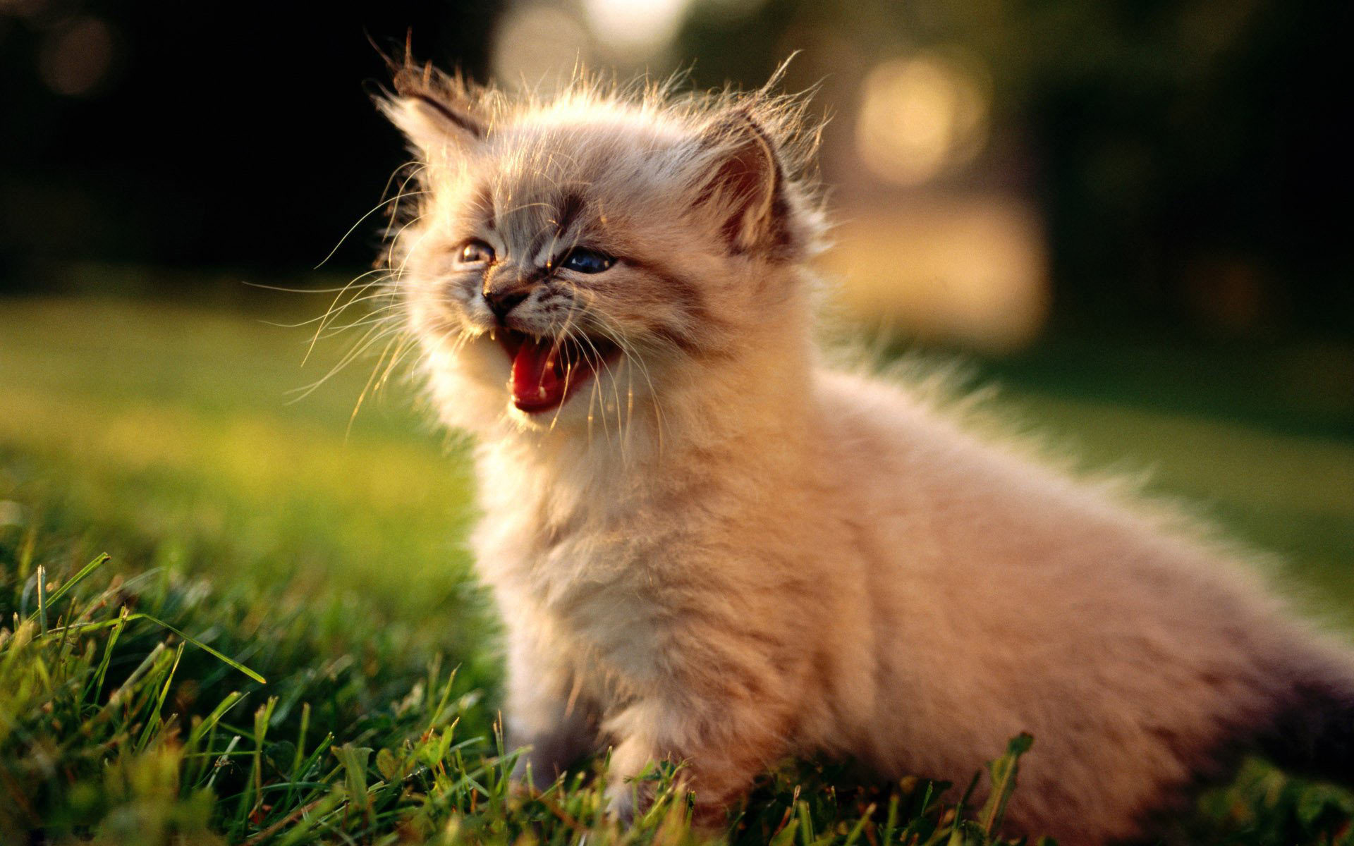 Cute Kittens Wallpapers - HD Wallpaper 