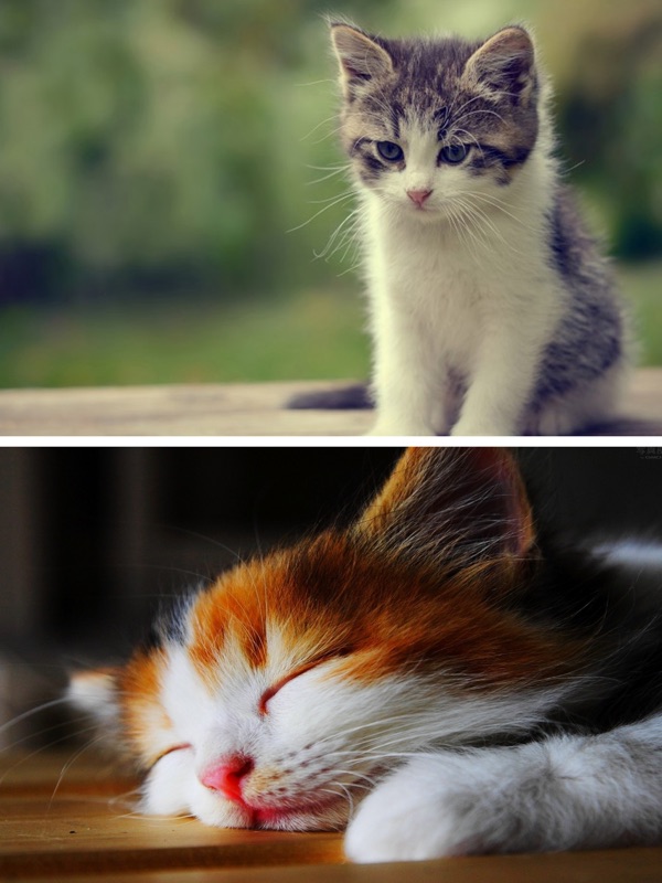 Stress Relief Cat Pet Quotes - HD Wallpaper 