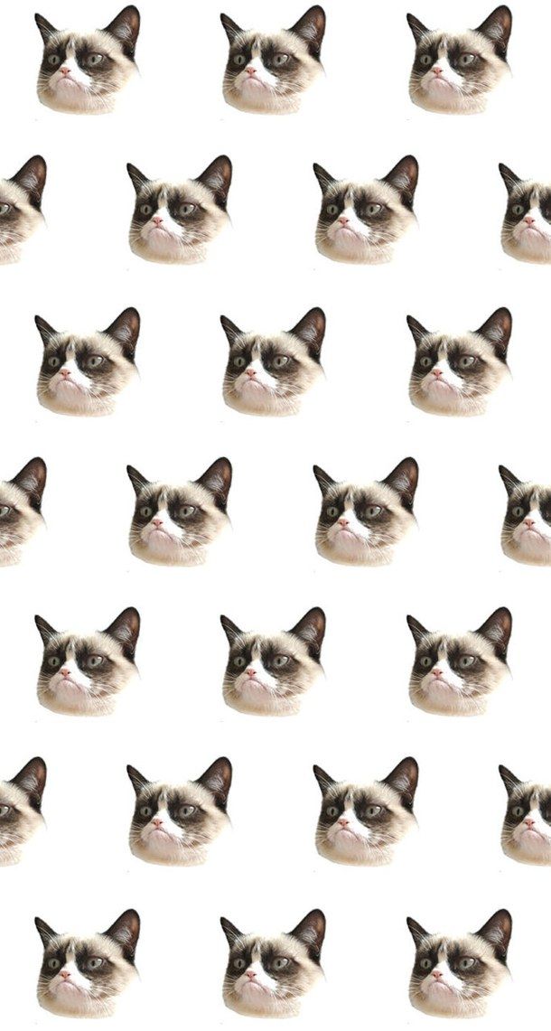 Grumpy Cat Wallpaper Iphone - HD Wallpaper 