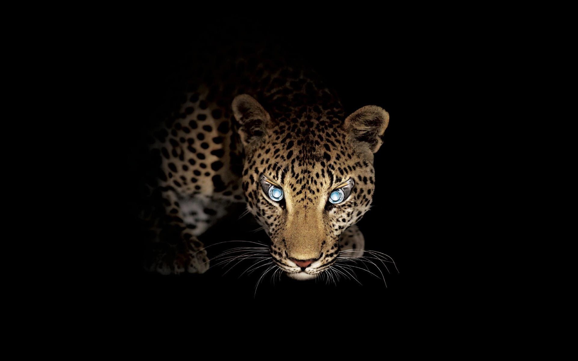 Big, Animals, Smart Phone, Windows, Leopard, Cats, - Hd Wallpapers Of Big Cats - HD Wallpaper 