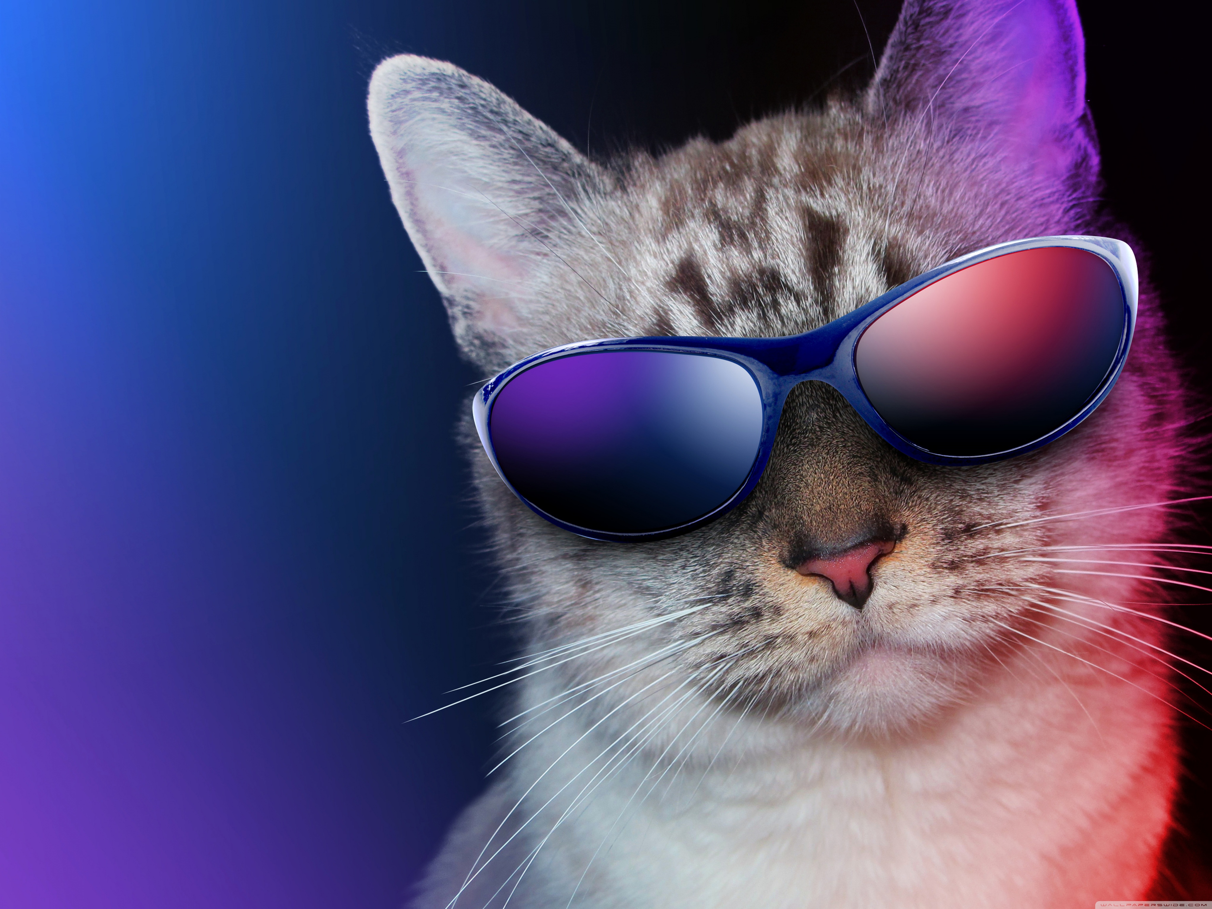Party Cat Sunglasses - HD Wallpaper 