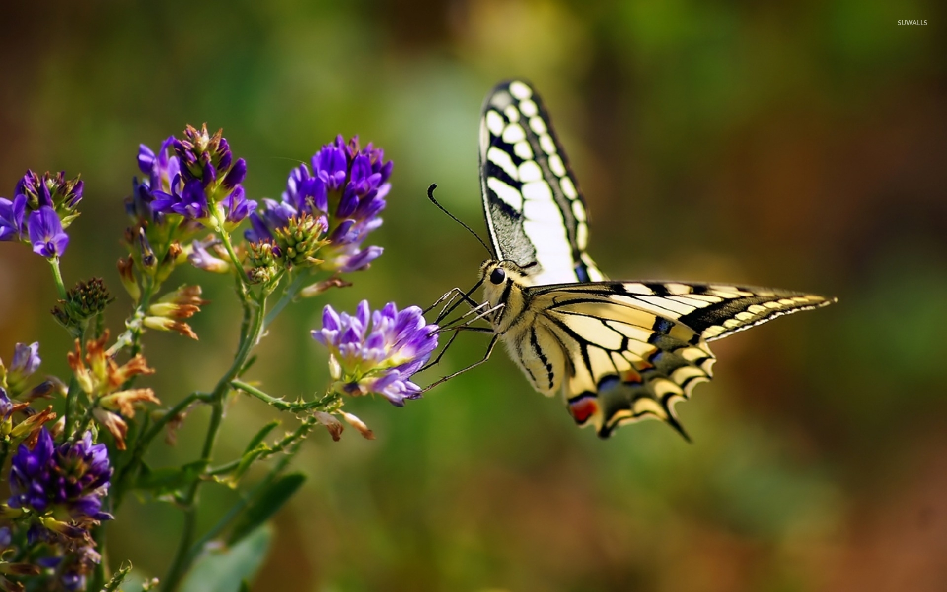Beautiful Butterflies Wallpaper For Girls - HD Wallpaper 