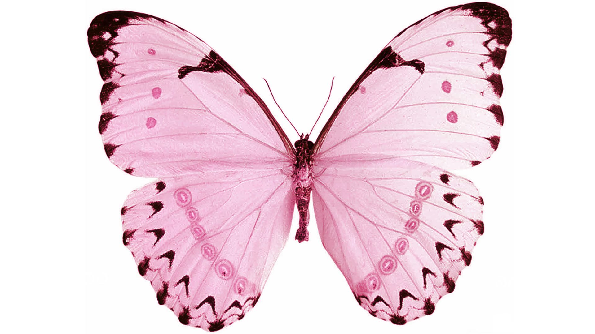 Transparent Gifs White Butterfly - HD Wallpaper 