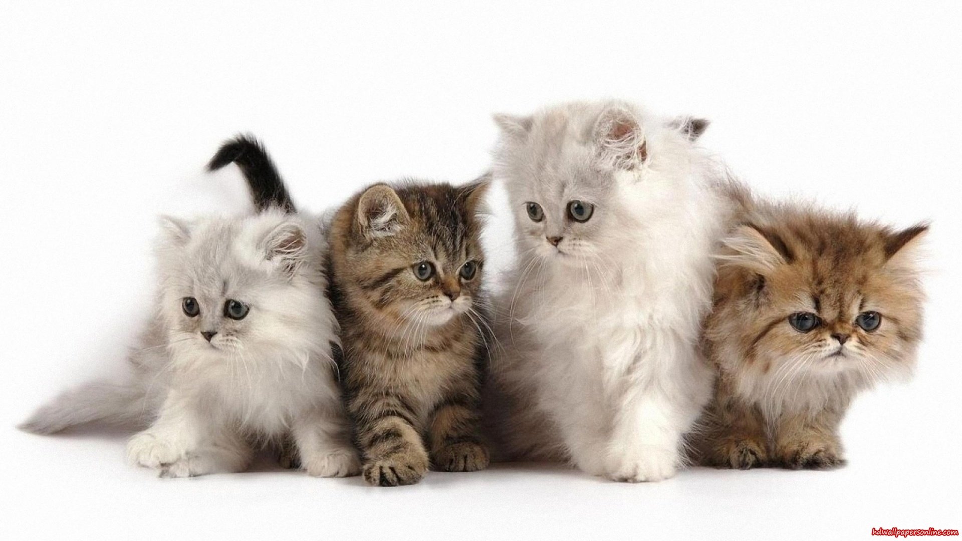 Fluffy Kitten Wallpapers Wide Hd, Hd - Persian Cats Hd - HD Wallpaper 