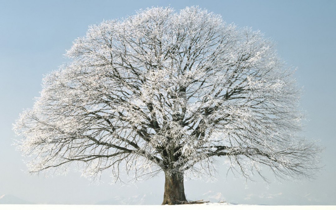 Winter Season Tree - HD Wallpaper 