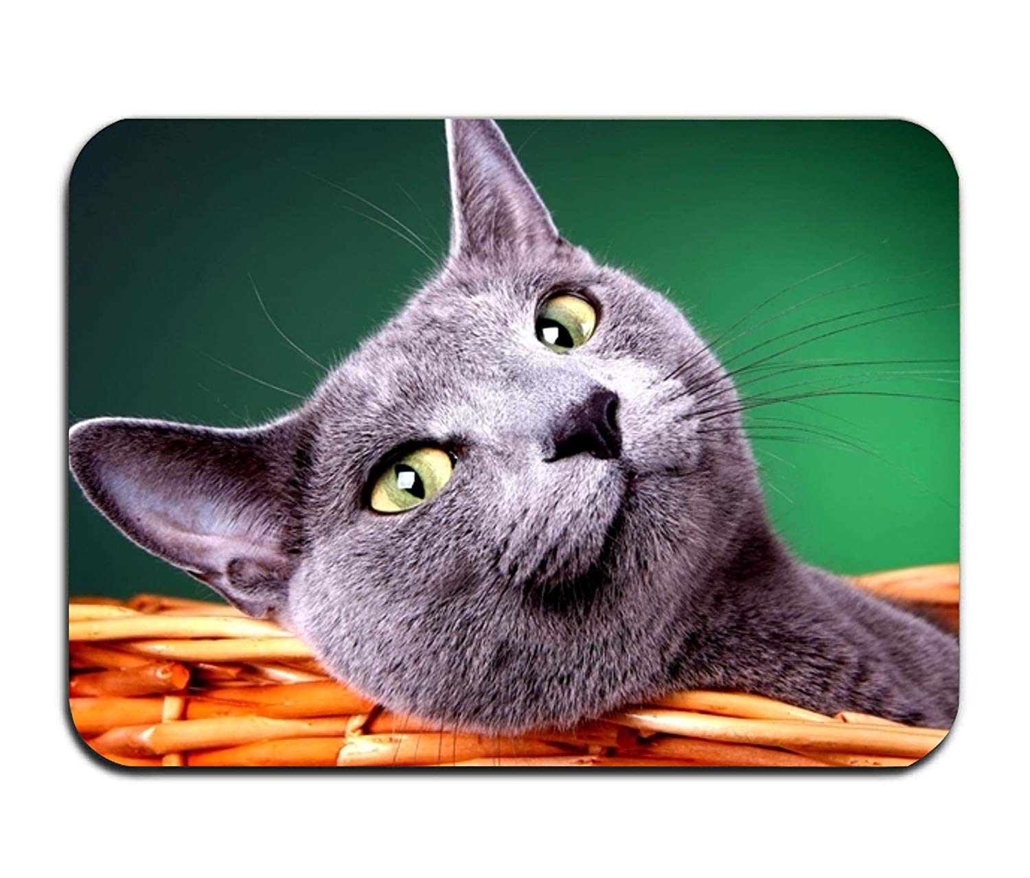 Cat Wallpaper Hd - HD Wallpaper 