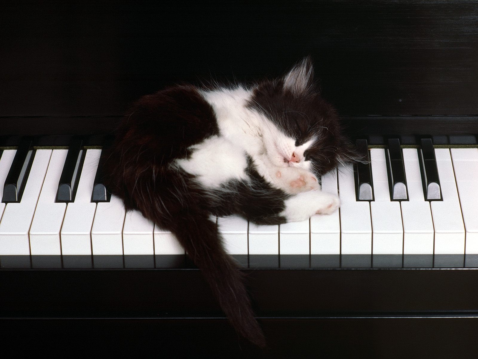 Cats Sleeping On Piano - HD Wallpaper 