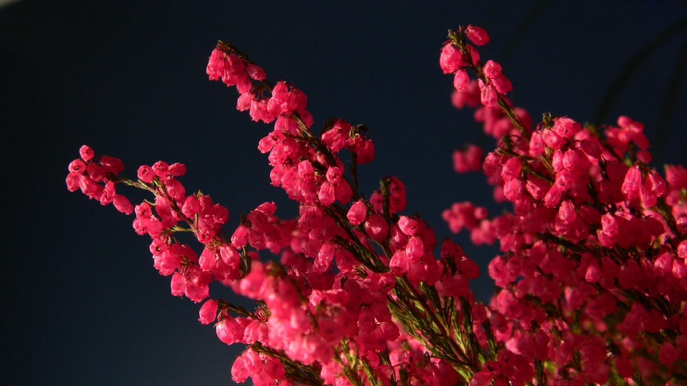 Wallpaper Heather, Bouquet, Close-up, Black Background - HD Wallpaper 