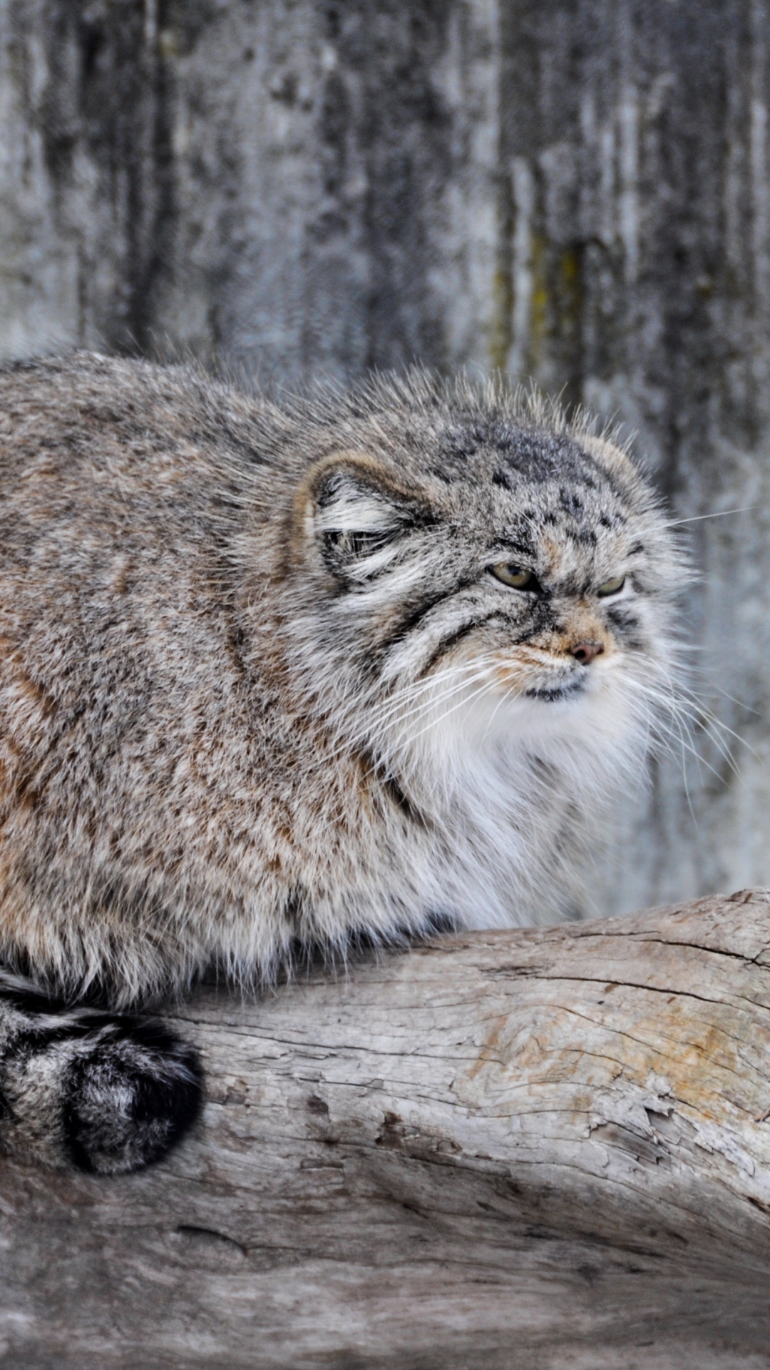 Pallas Cat Wallpaper Iphone - HD Wallpaper 