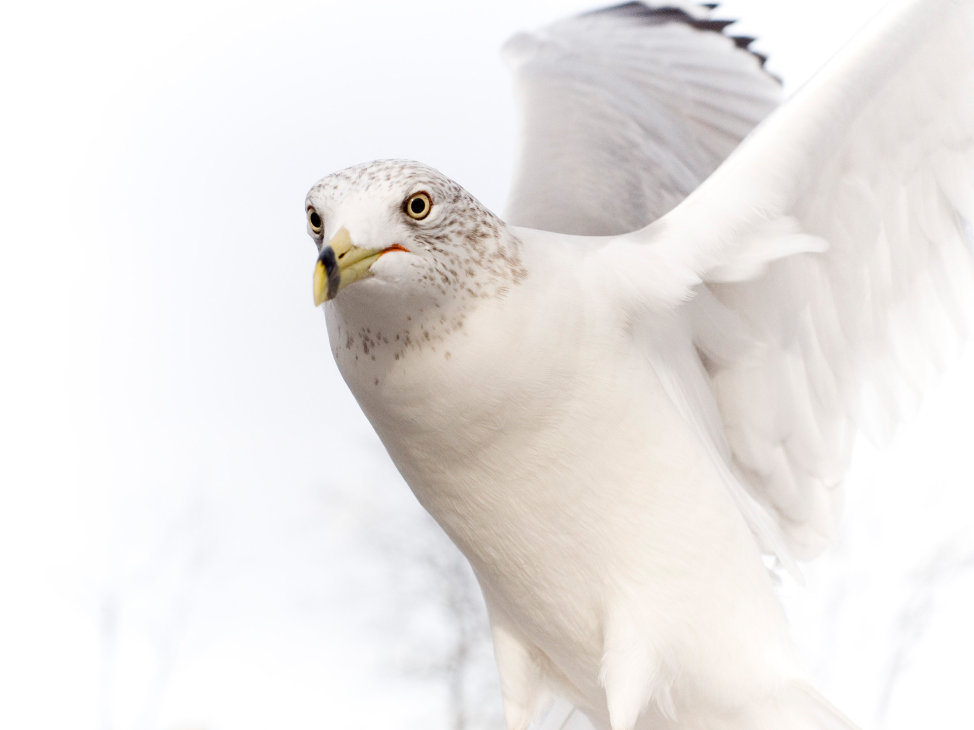 Dove Pure White Bird - Pure White Eagle Bird - HD Wallpaper 