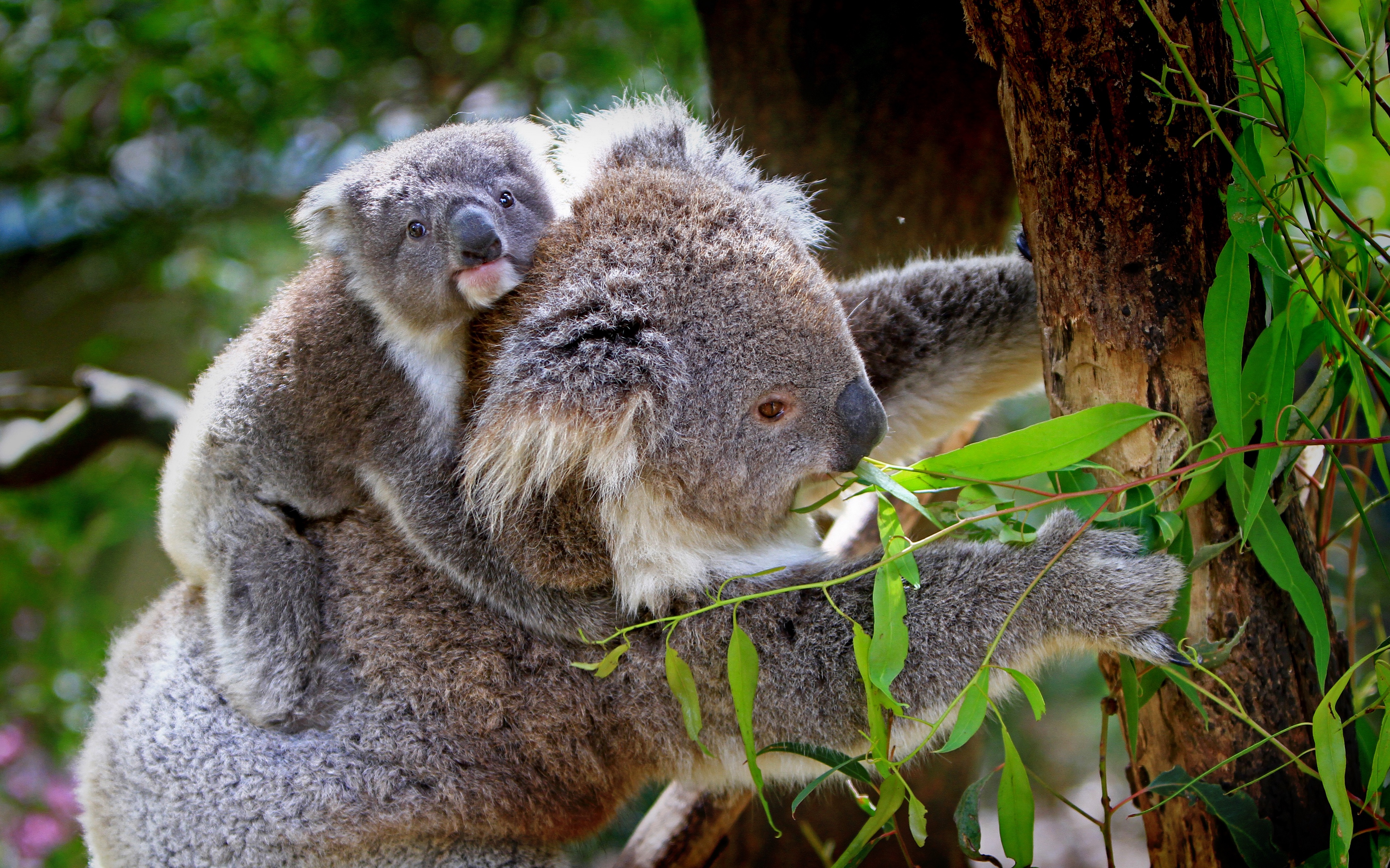 Wallpaper Koala, Baby, Tree, Eucalyptus - Koala Hd 1920 X 1080 - HD Wallpaper 