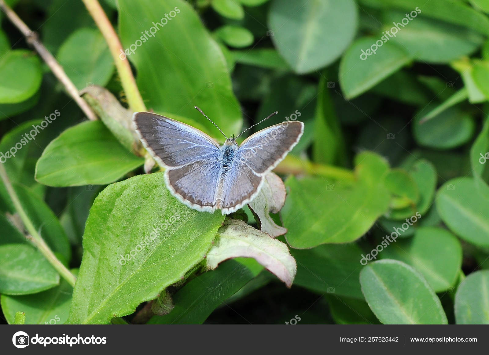 Short-tailed Blue - HD Wallpaper 