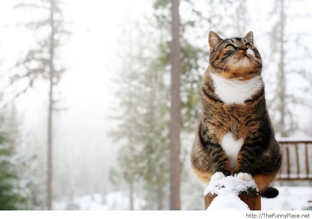 Winter Cat Hd Wallpaper Funny - Winter Cat Wallpaper Hd - HD Wallpaper 