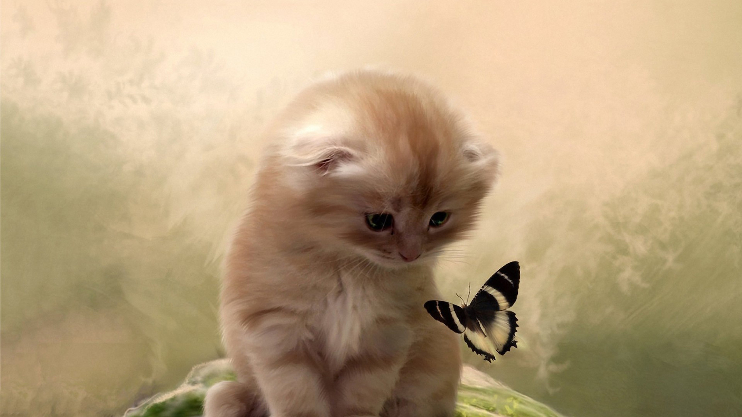 Butterflies Flutter Kitten Wallpapers Hd, Hd Desktop - Cat And Butterfly Images Hd - HD Wallpaper 