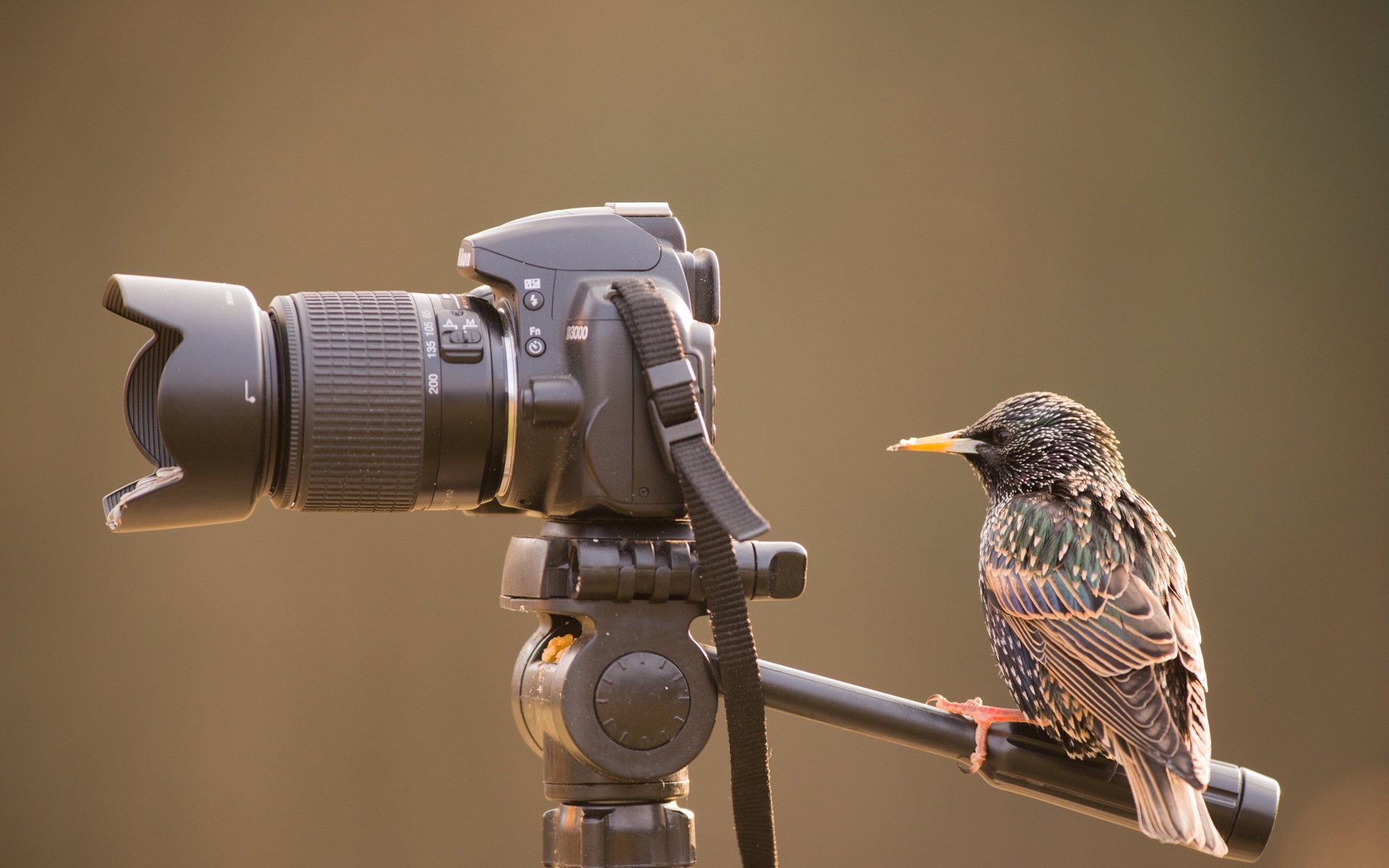 Wallpaper Bird Look At Camera - Bird On Camera - HD Wallpaper 