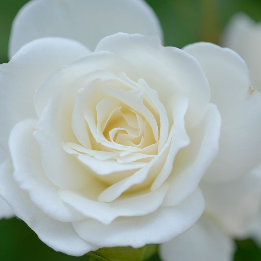 Beautiful Love Good Morning Message - HD Wallpaper 