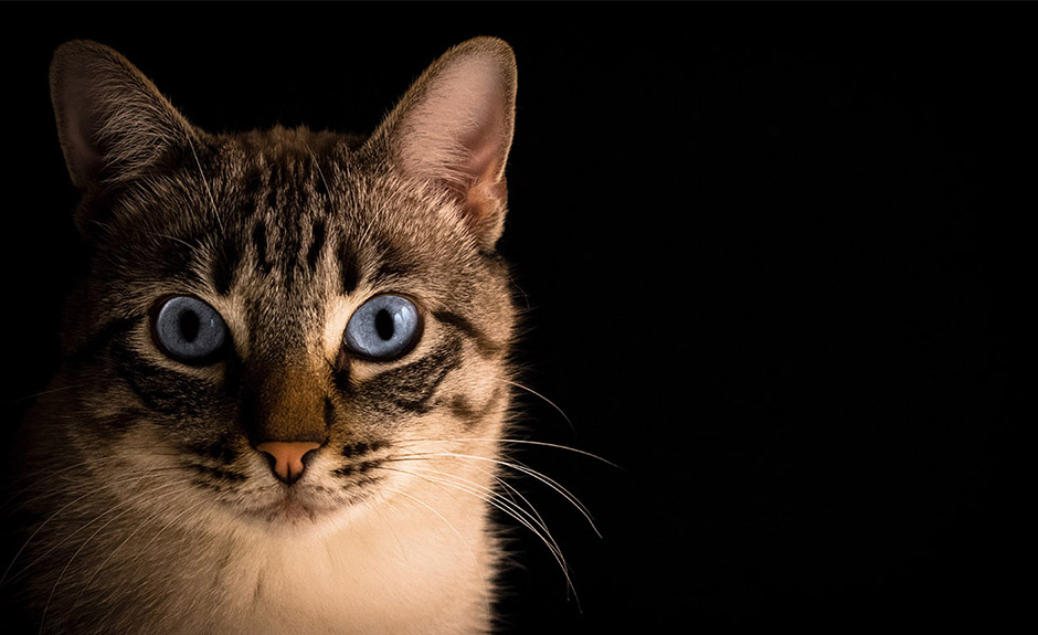 This Kitten Is Almost Too Cute If You Agree With Us, - Superar La Muerte De Un Gato - HD Wallpaper 