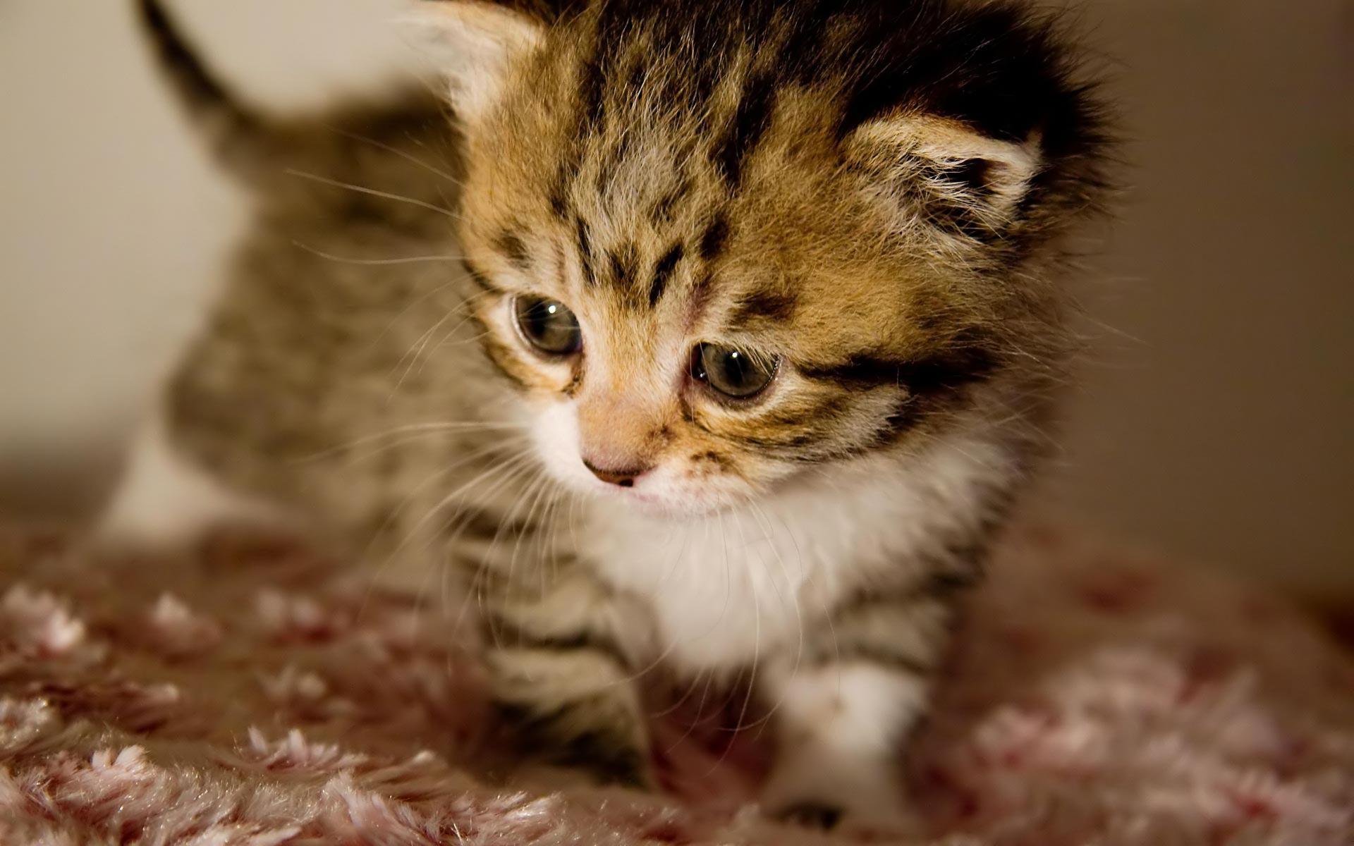 Baby Kitten Wallpaper, 47 Best Hd Wallpapers Of Baby - Cute Baby Kittens - HD Wallpaper 