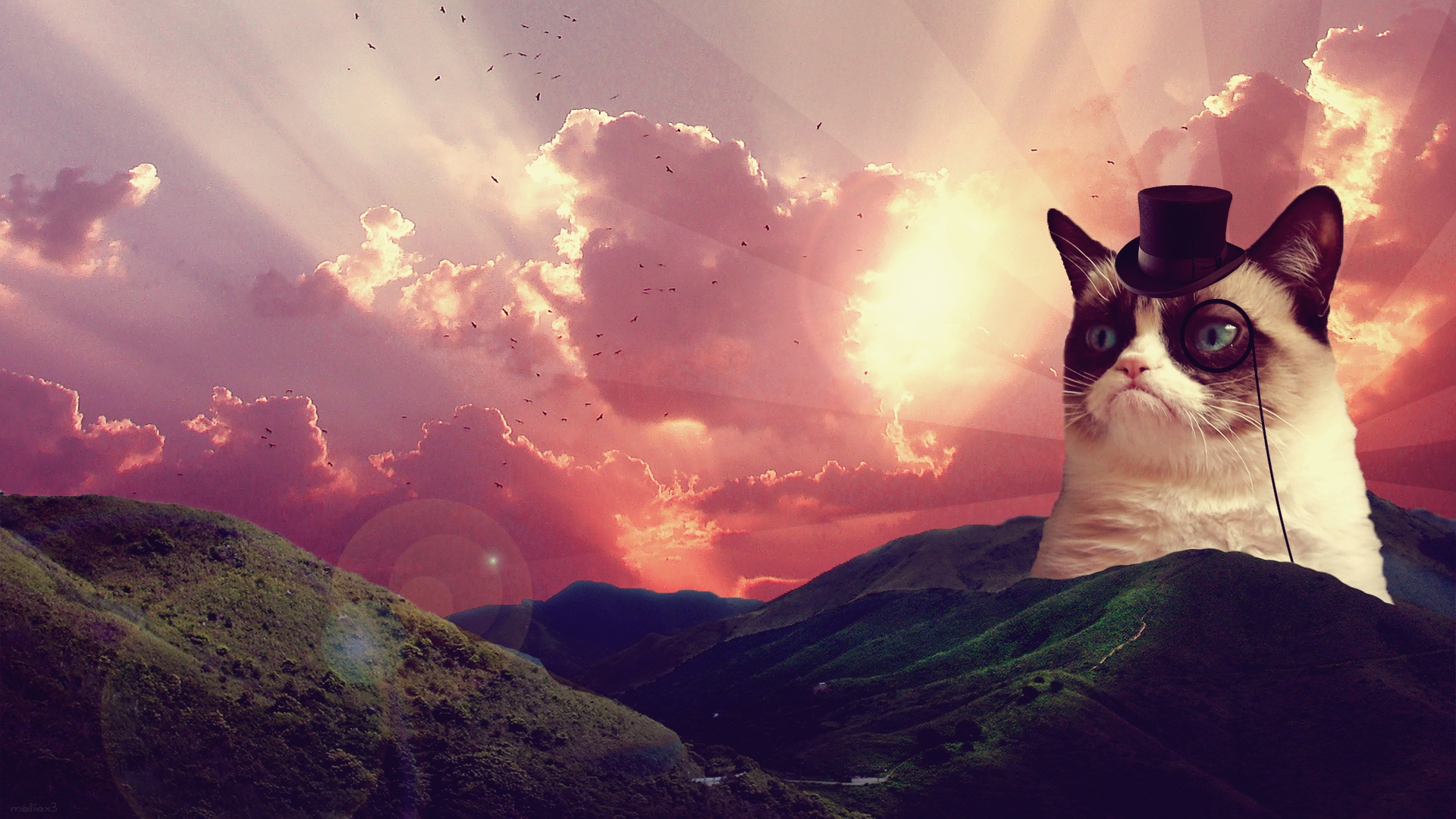 Grumpy Cat Wallpaper Hd - HD Wallpaper 