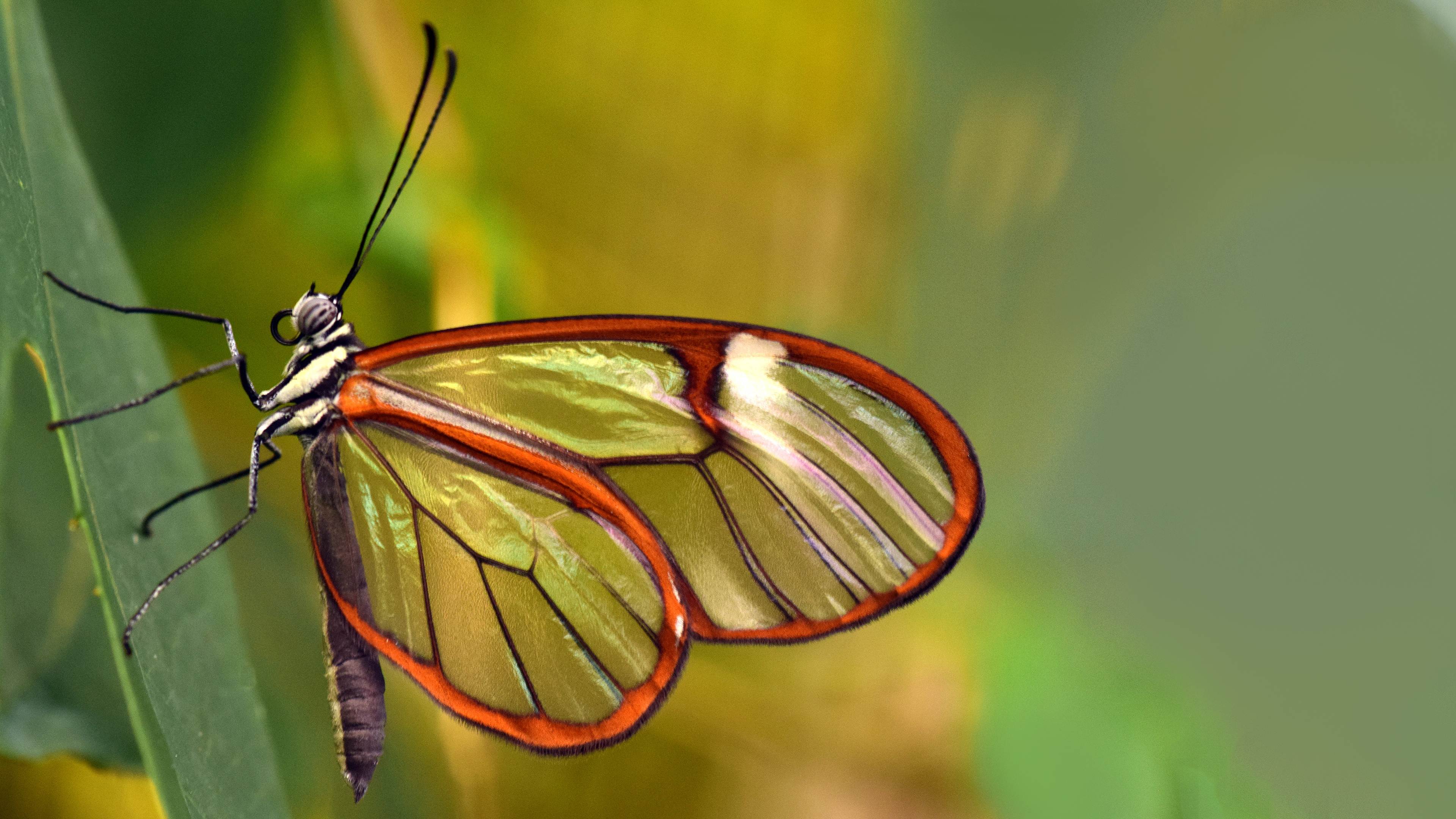 Beautiful Butterfly Wallpaper - HD Wallpaper 