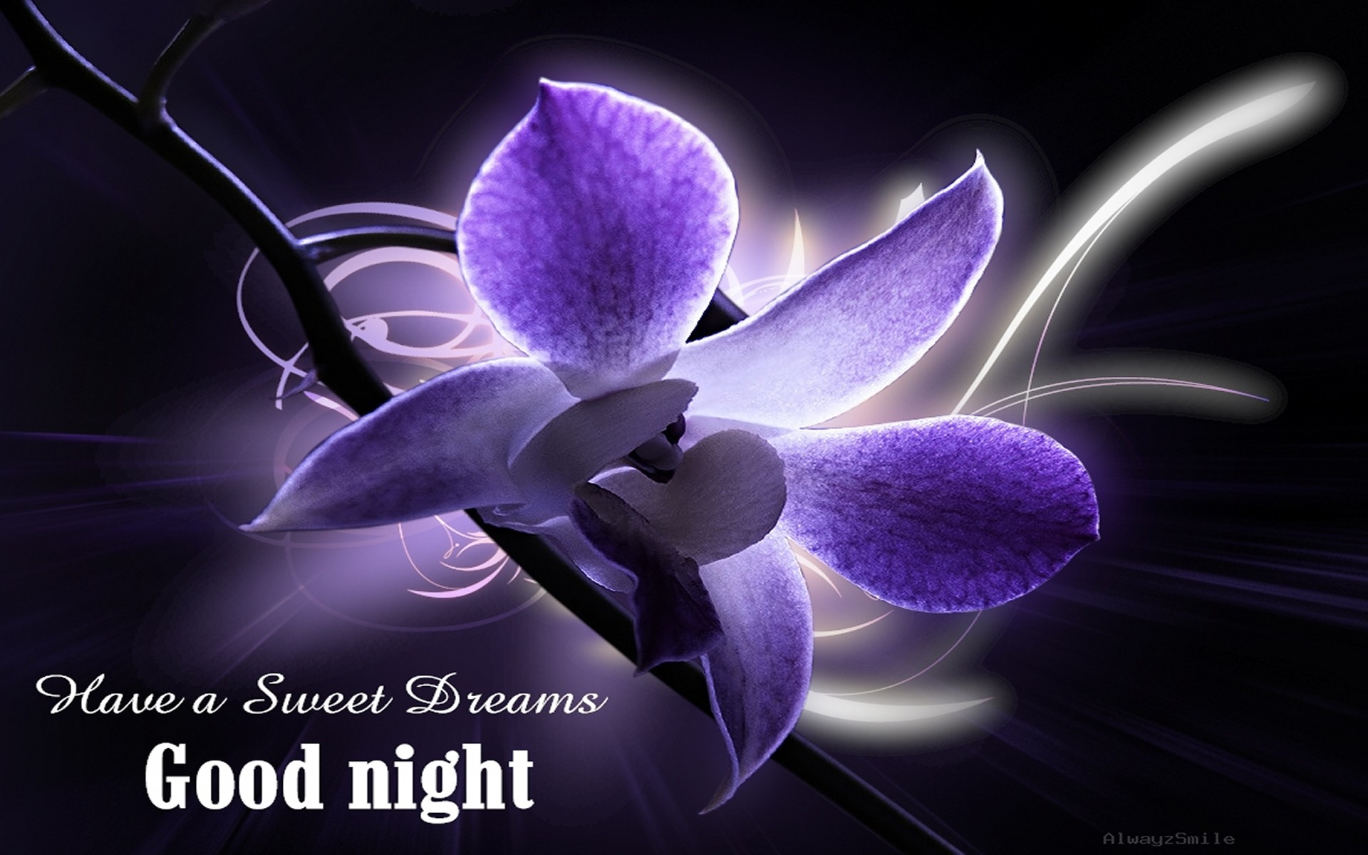 Good Night Flower Wallpapers Hoontoidly - Flower Good Night Hd - HD Wallpaper 