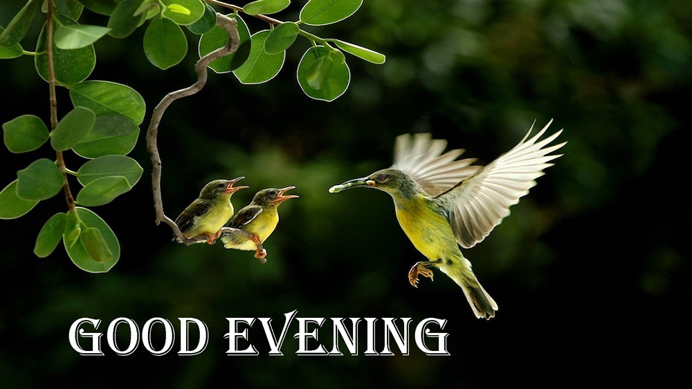 Good Evening Humming Bird Hd Wallpapers - Desktop Wallpaper Beautiful Birds - HD Wallpaper 
