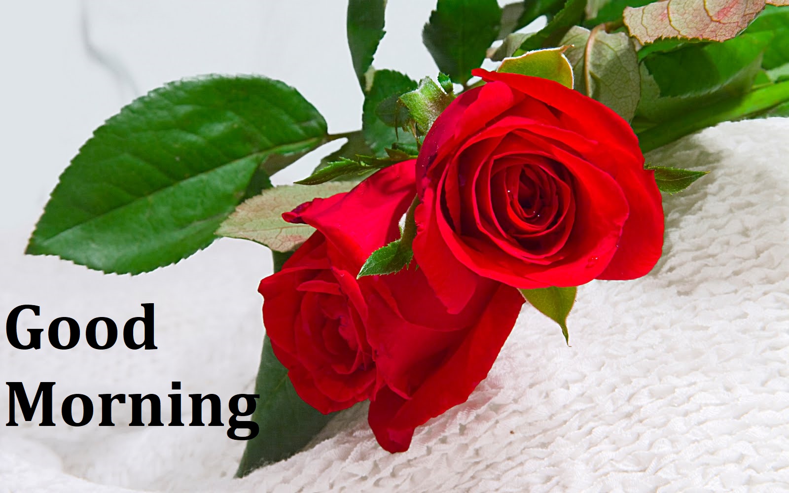 Good Morning Red Roses Images - Beautiful Rose Good Morning - HD Wallpaper 