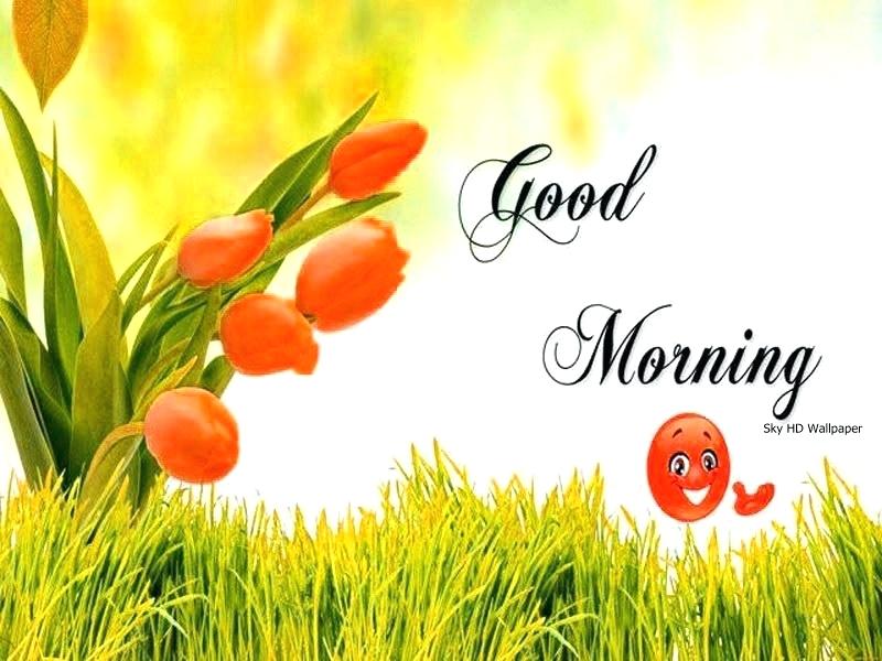 Free Good Morning Nature Wallpaper Images Photo Picture - Hd Wallpapers Good Morning - HD Wallpaper 