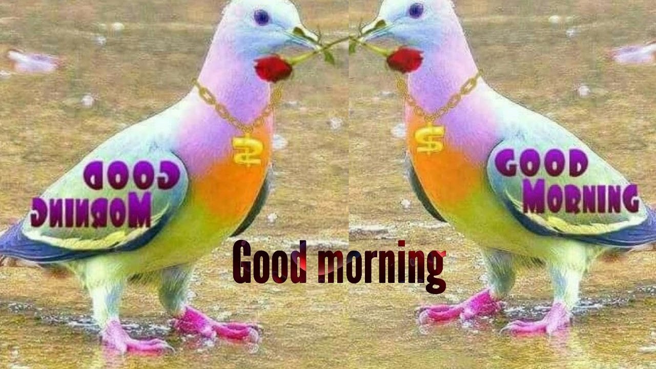 Beautiful Good Morning Images Download - HD Wallpaper 