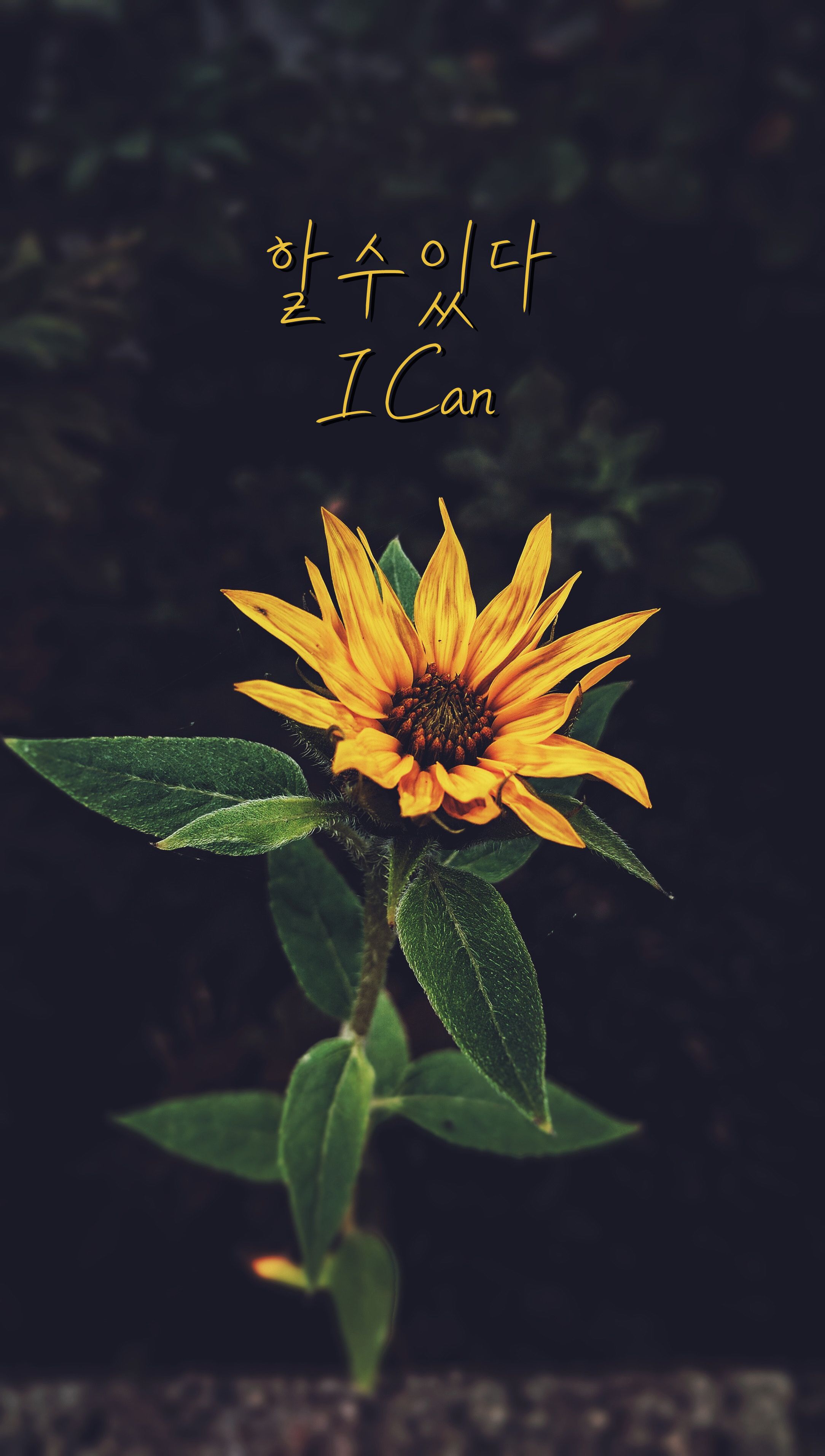 Sunflower In The Dark - HD Wallpaper 