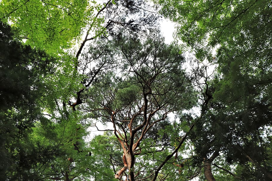 Pine, Tree, Pinetree, Pine Tree, Nature, Natural, Korea, - Old-growth Forest - HD Wallpaper 