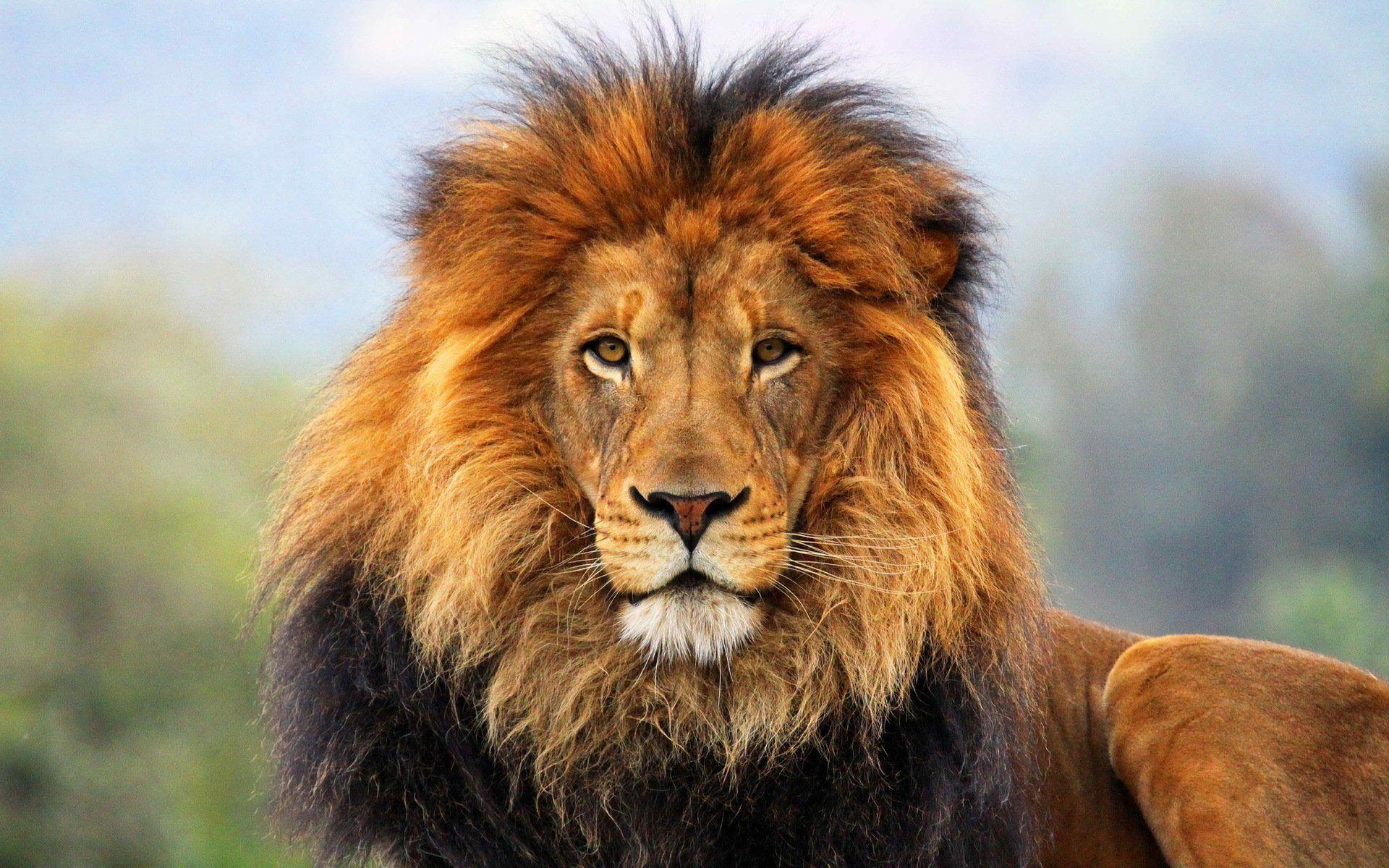976 Lion Hd Wallpapers - Wildlife Heritage Foundation - HD Wallpaper 