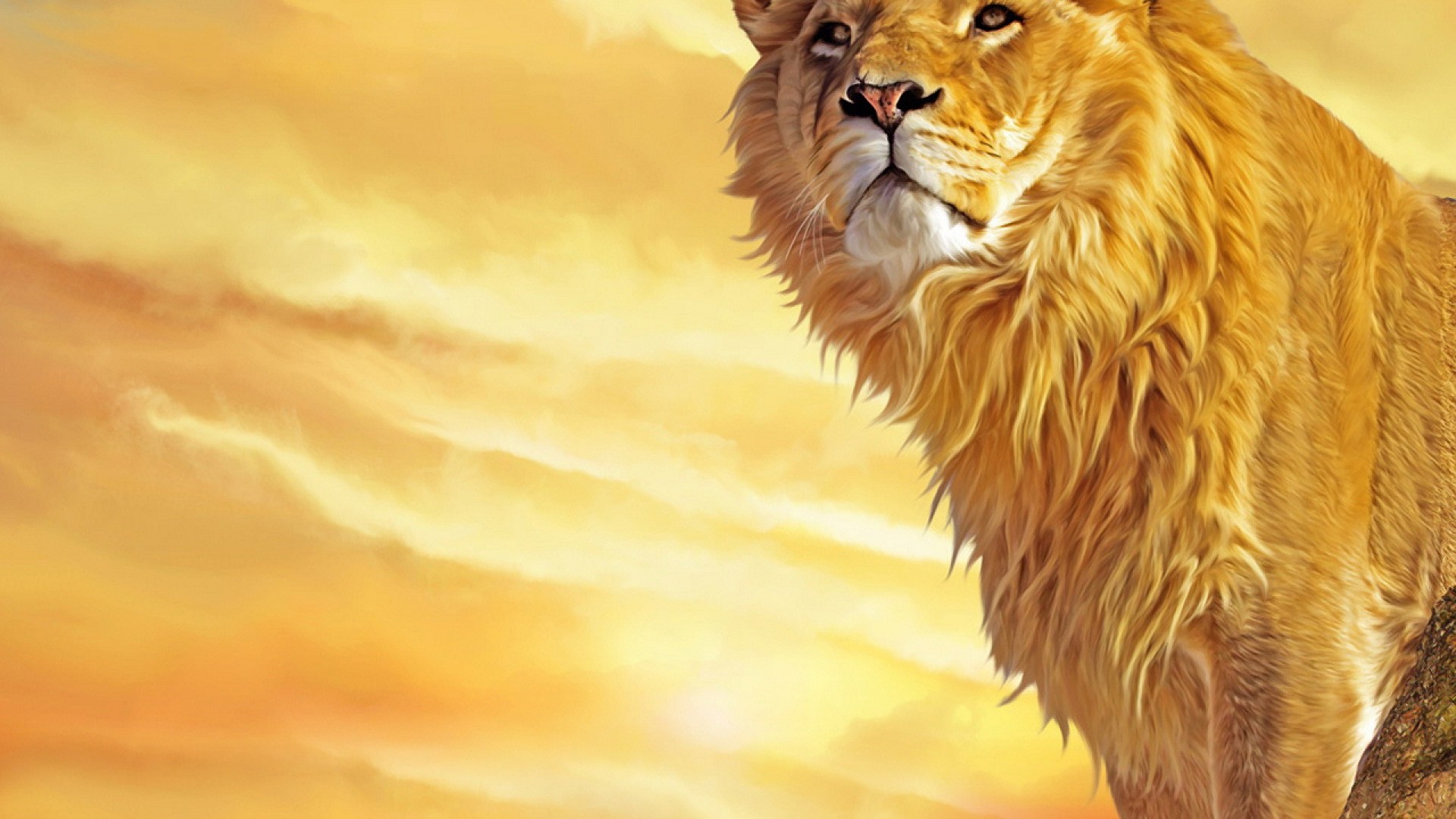 Lion Background - HD Wallpaper 