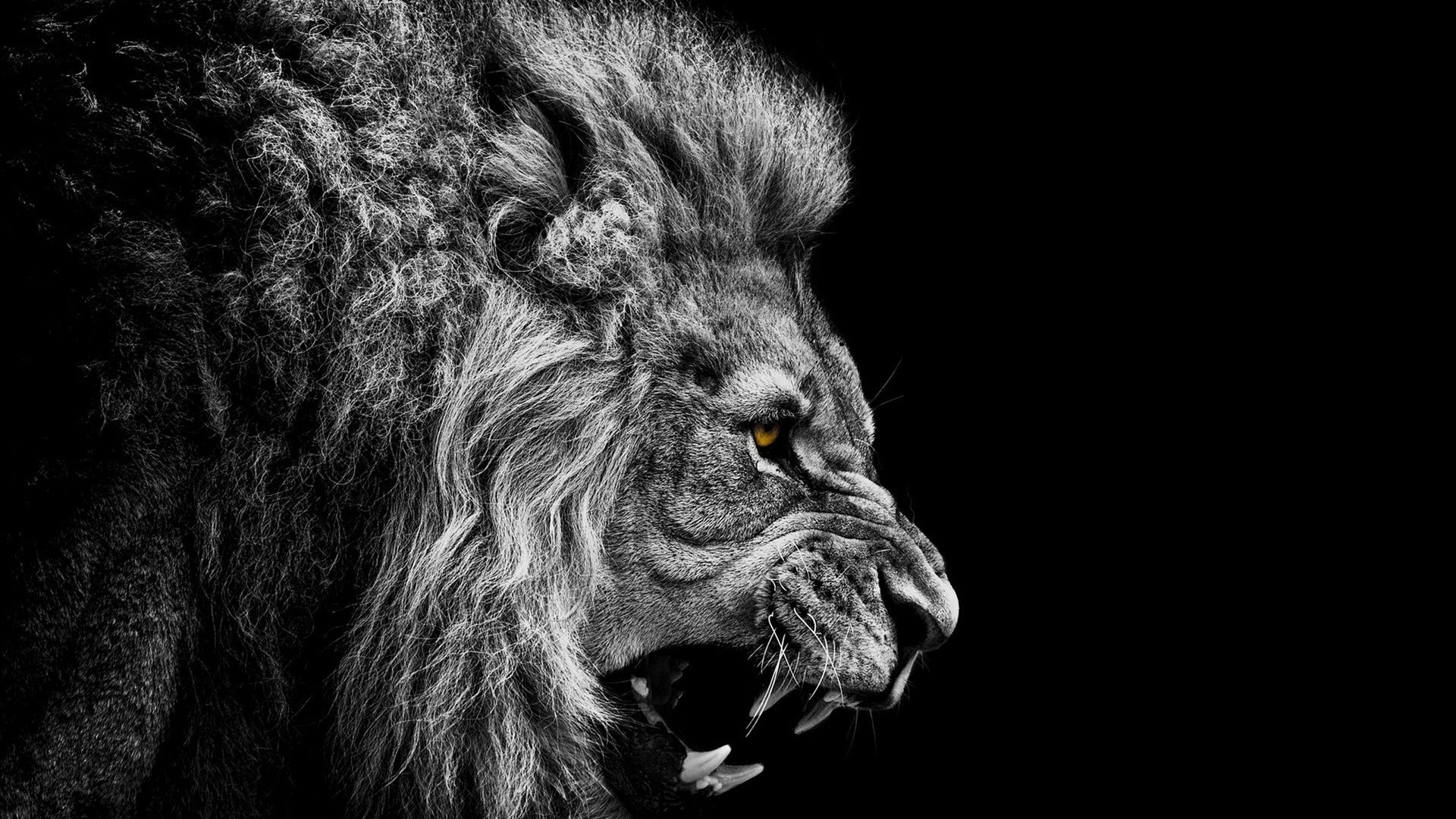 Black Lion Hd Wallpapers Collection - Black And White Lion Wallpaper 4k - HD Wallpaper 