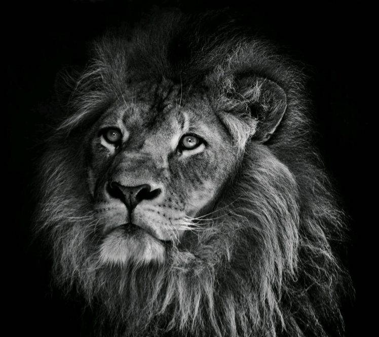 Animal Lion Black - HD Wallpaper 