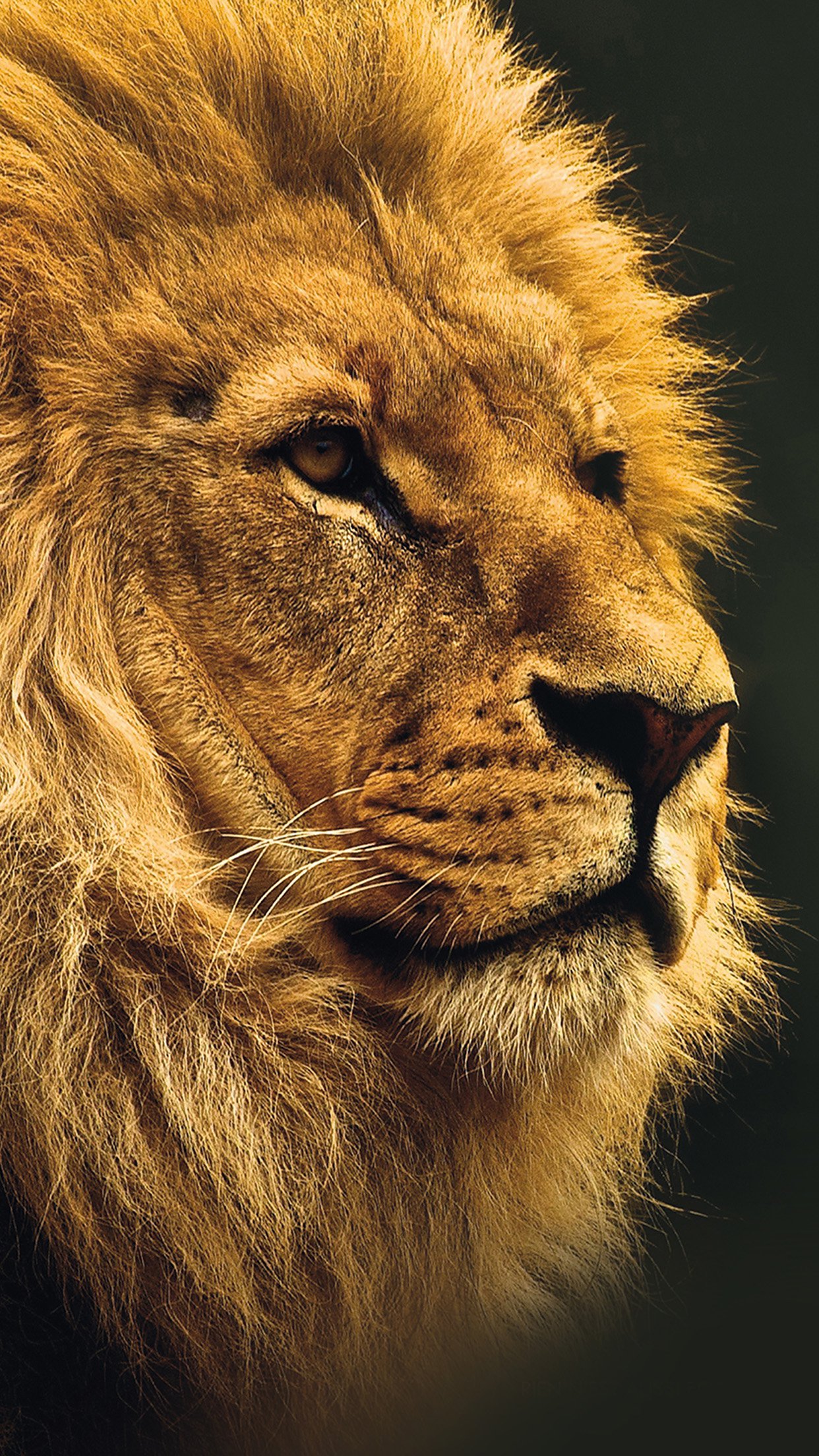 National Geographic Nature Animal Lion Yellow Android - Iphone Lion Wallpaper Hd - HD Wallpaper 