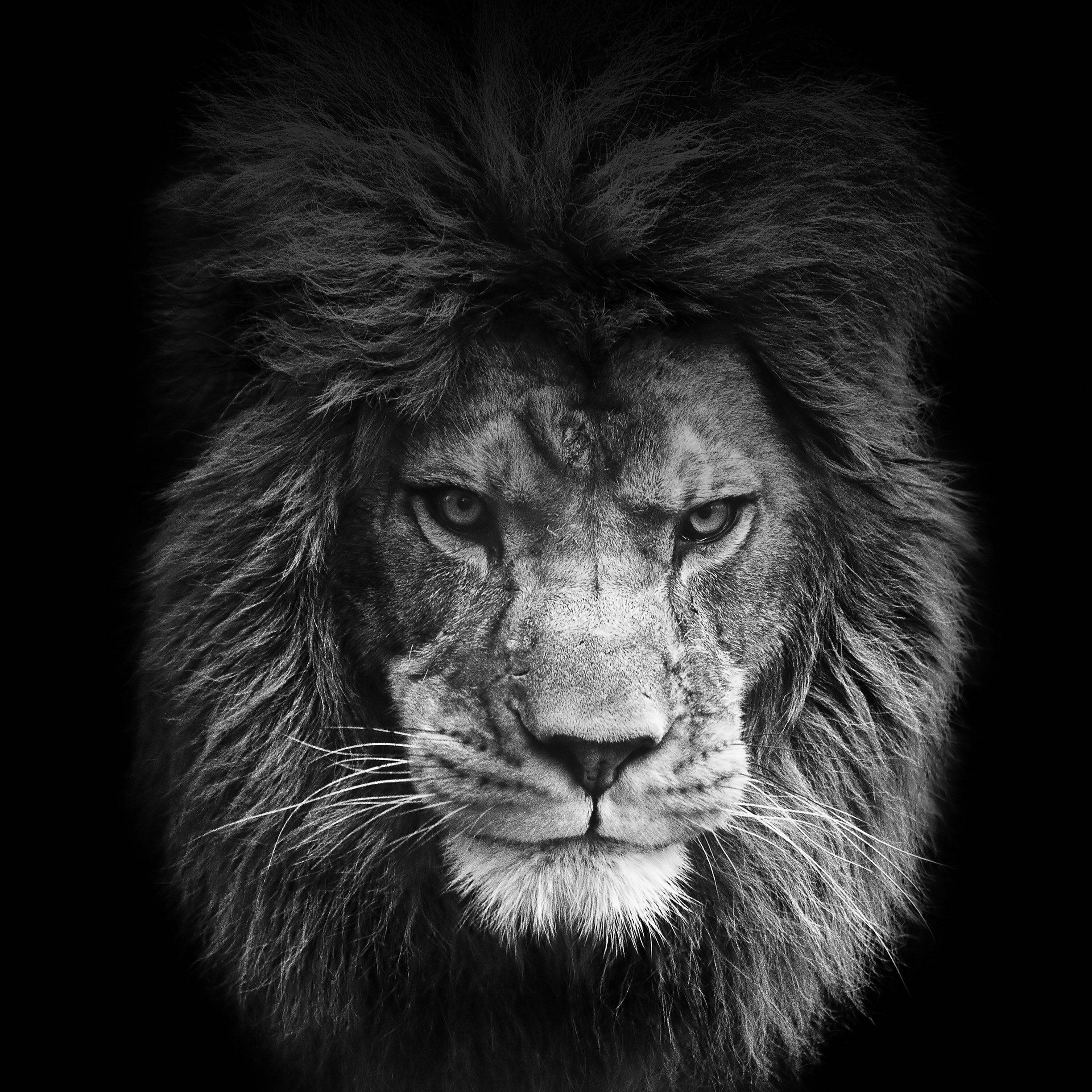 Lion Wallpaper Black And White - HD Wallpaper 