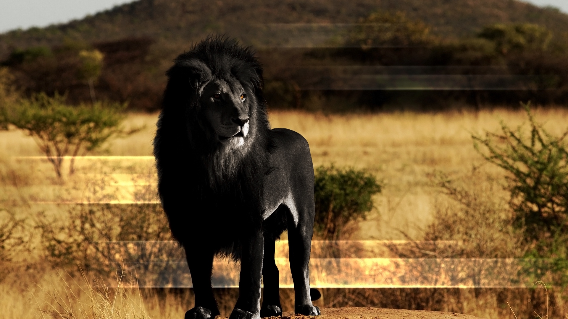 Wallpaper Lion, Black Lion, Mane, Rock - Rare Black Panthers Animal - HD Wallpaper 