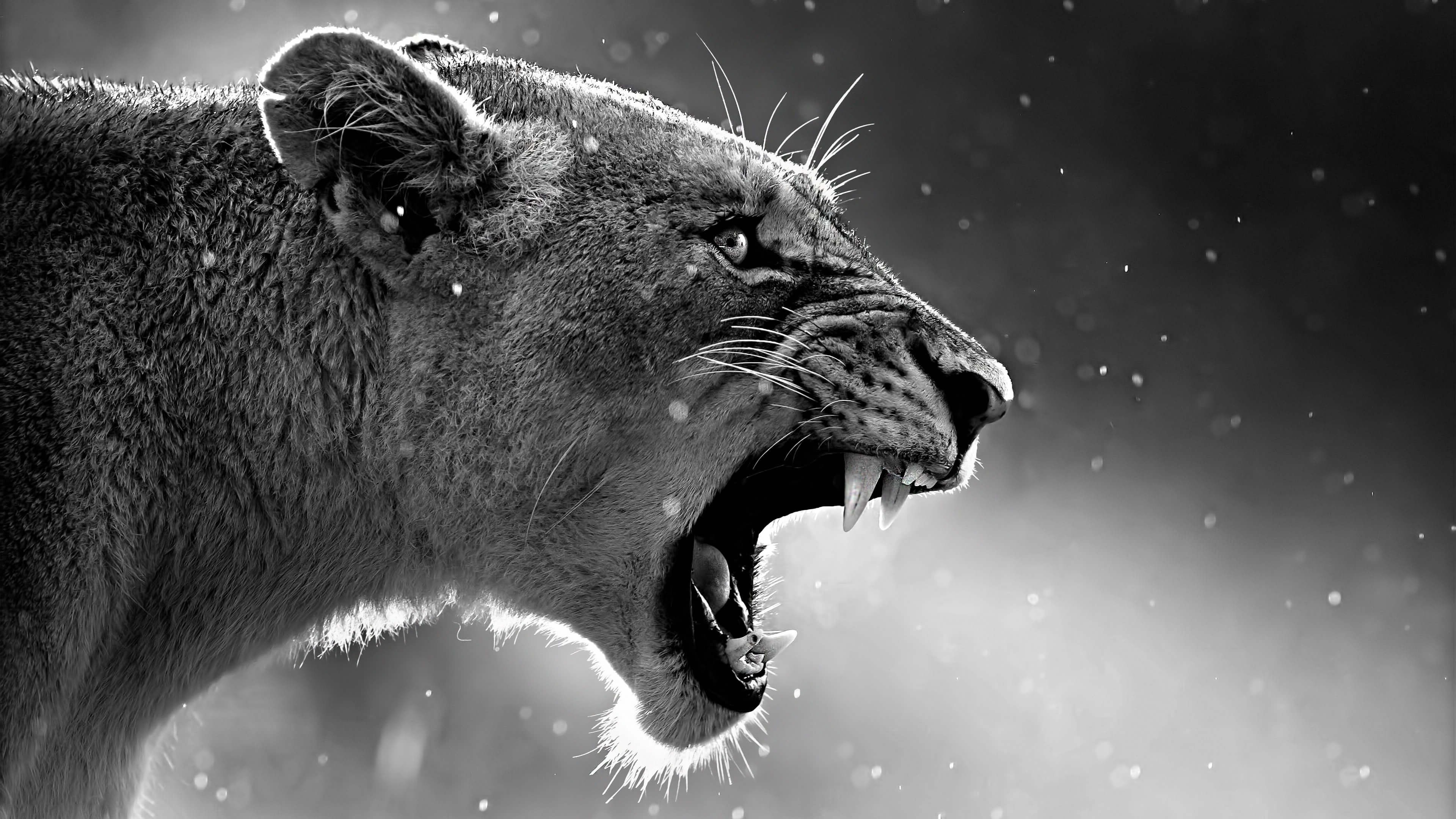 Lion Roaring 4k Hd 4k Wallpapers, Images, Backgrounds - Lion Roar Wallpaper Hd - HD Wallpaper 