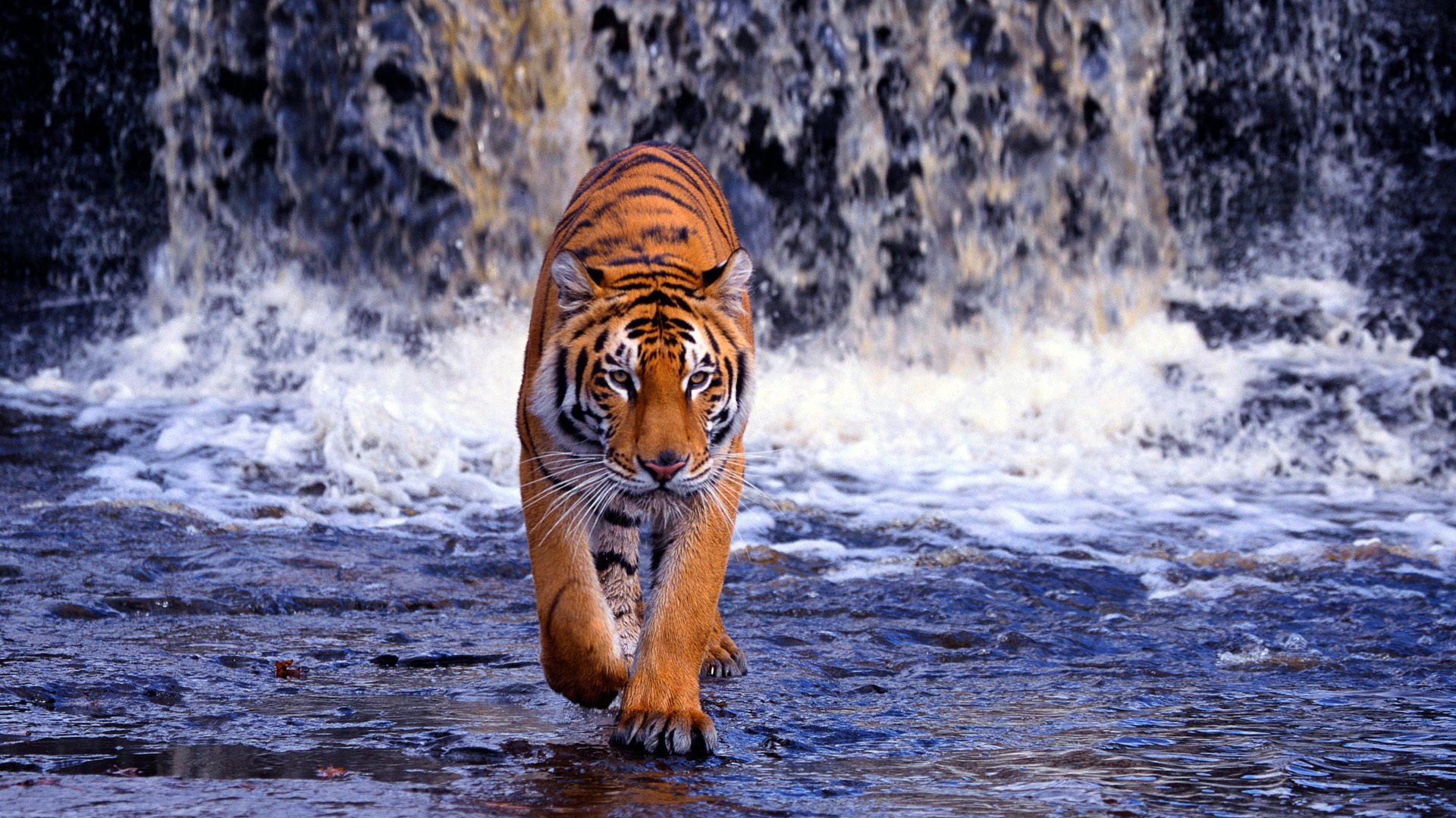 1080p Tiger Images Hd - HD Wallpaper 