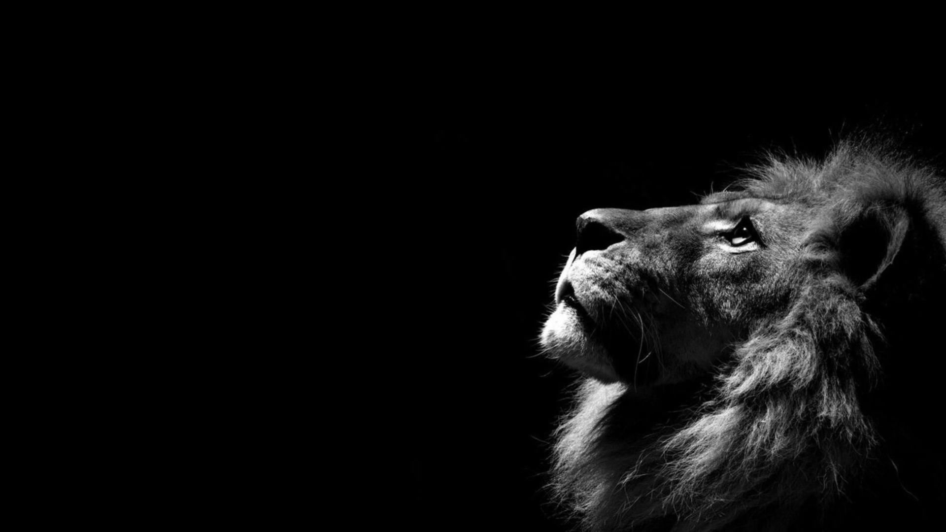 Reality Lion Hd Pics For Pc & Mac, Laptop, Tablet, - Lions In Black Background - HD Wallpaper 